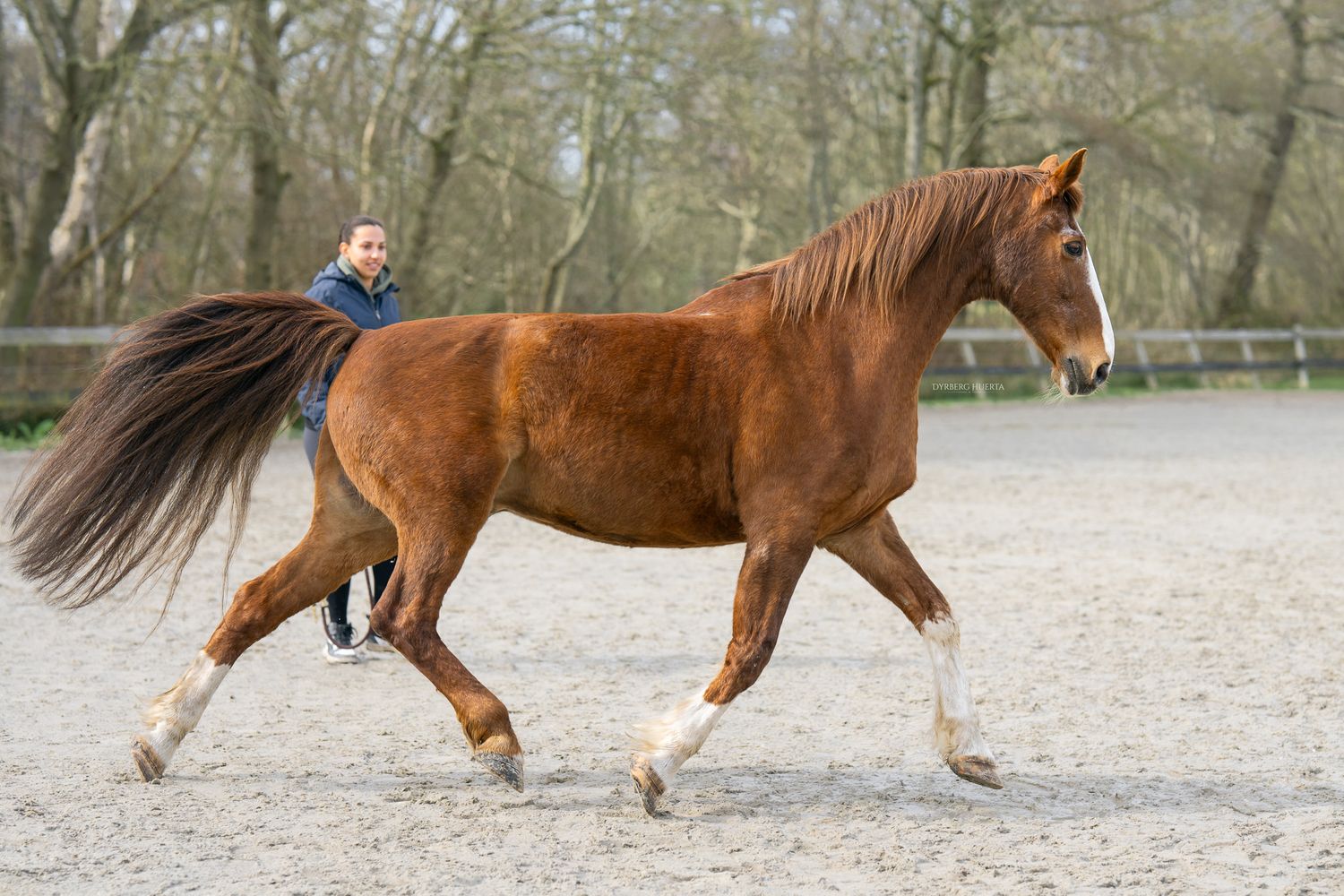 Chestnut horse trotting freely in sandy outdoor arena with handler nearby.