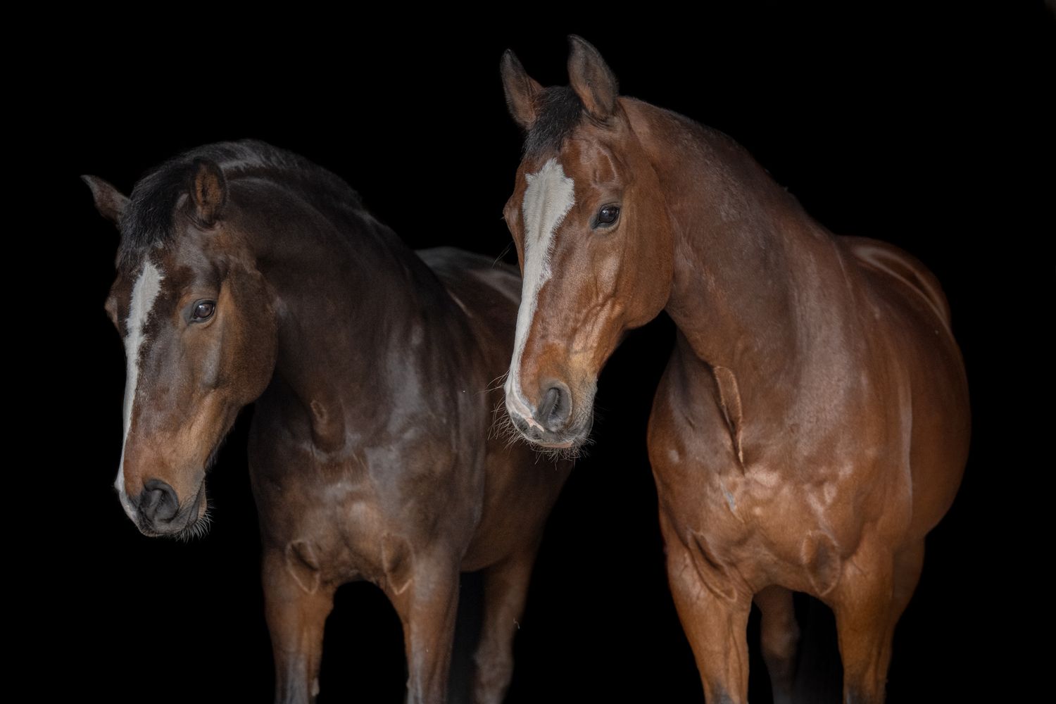 Two brown horses stand side by side against a dramatic black background in a studio portrait.