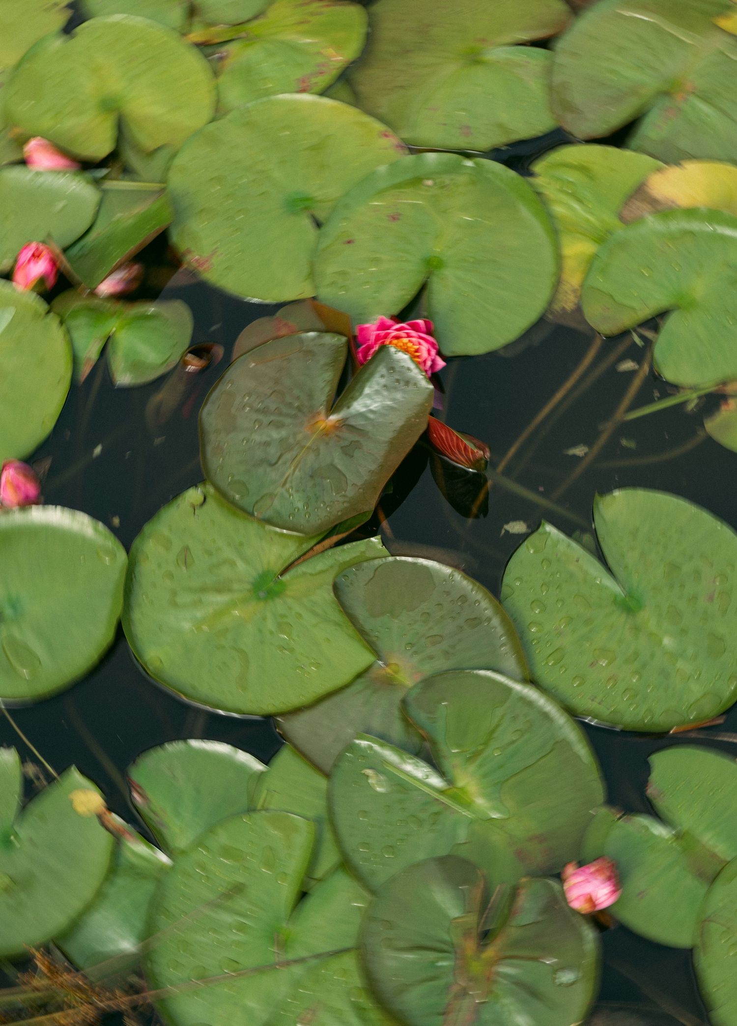 Green lily pads floating on dark pond water with pink water lily buds blooming among the leaves.
