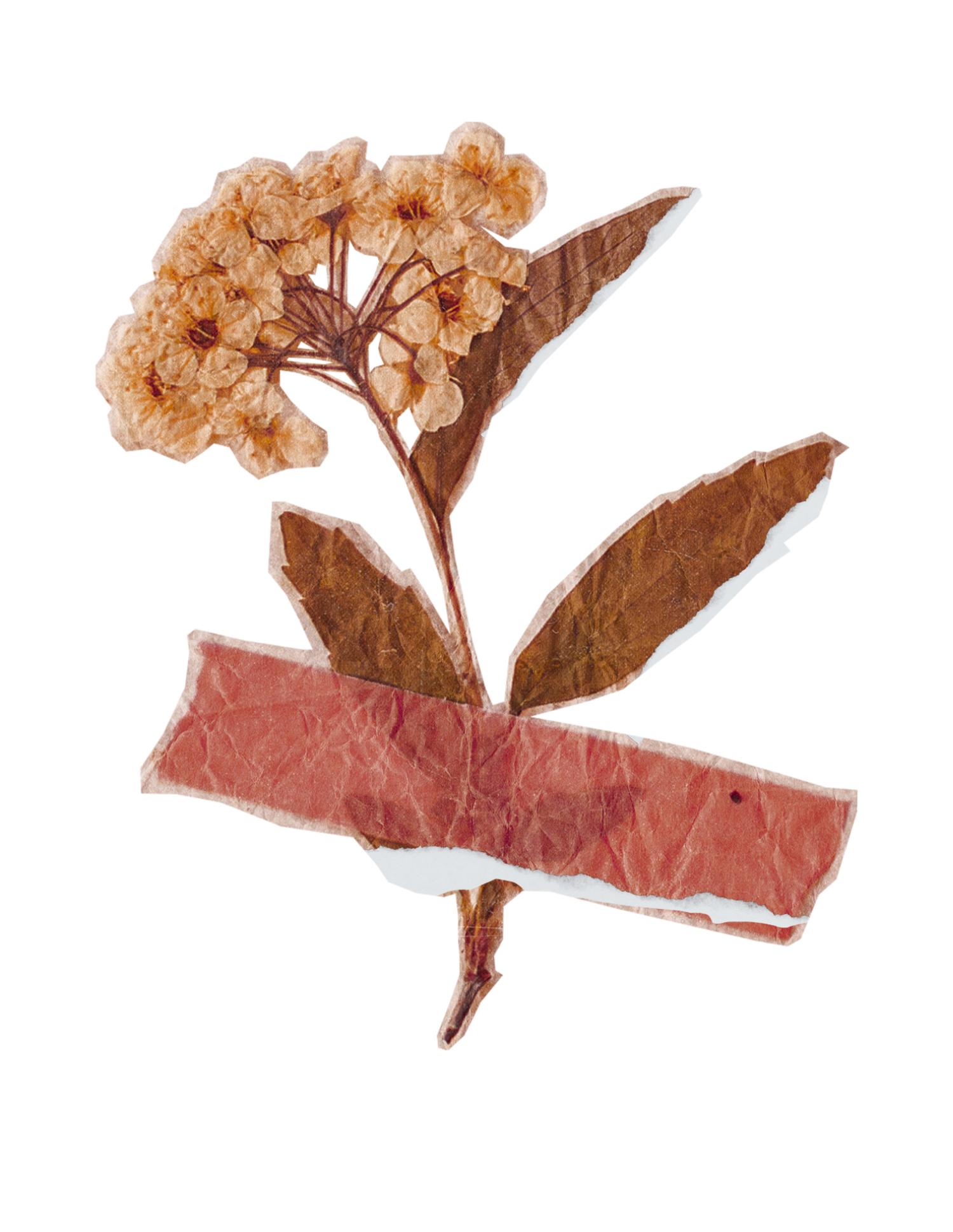 Pressed dried flower with brown leaves secured by a torn red paper tape strip on white background.