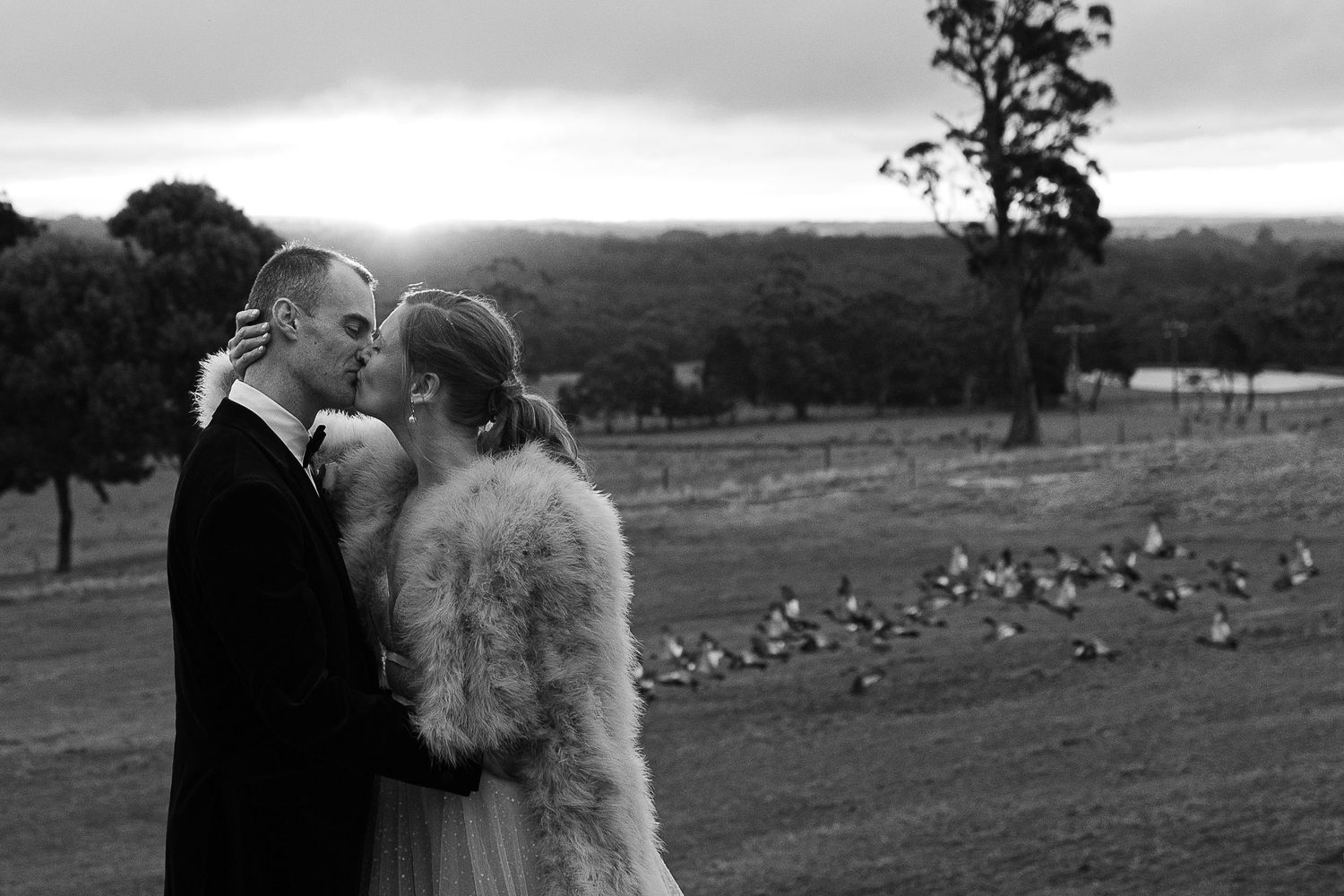 A romantic black and white wedding moment captured in a countryside setting with geese grazing in the background.