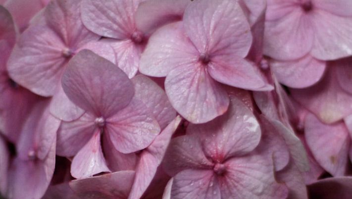 Fine Art Flower Photography extreme closeup of small pink flowers