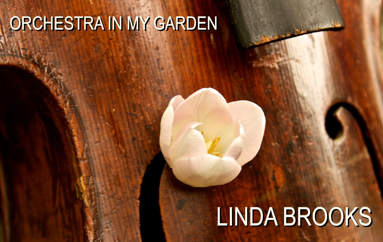 Branding Image Linda Brooks Orchestra In My Garden Tulip placed in Stand Up Bass