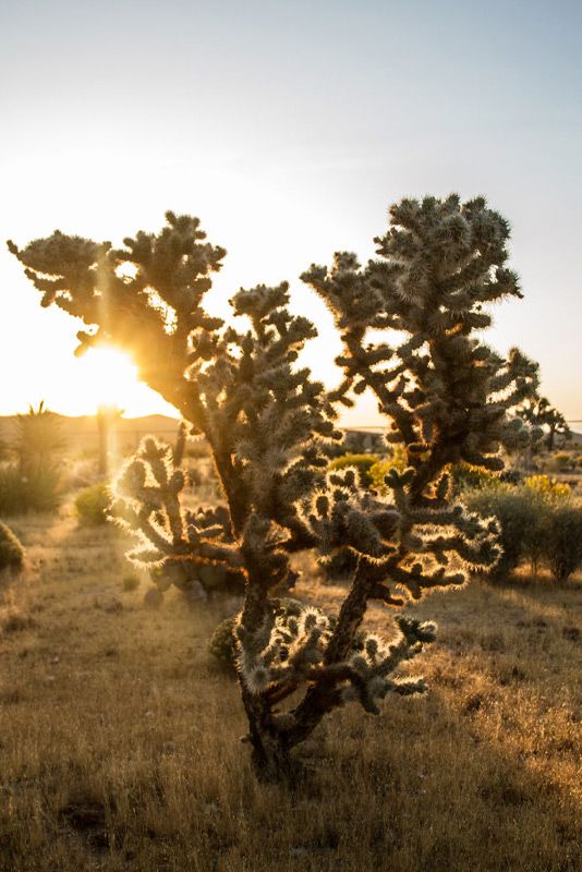 Location Branding joshua tree at sunset