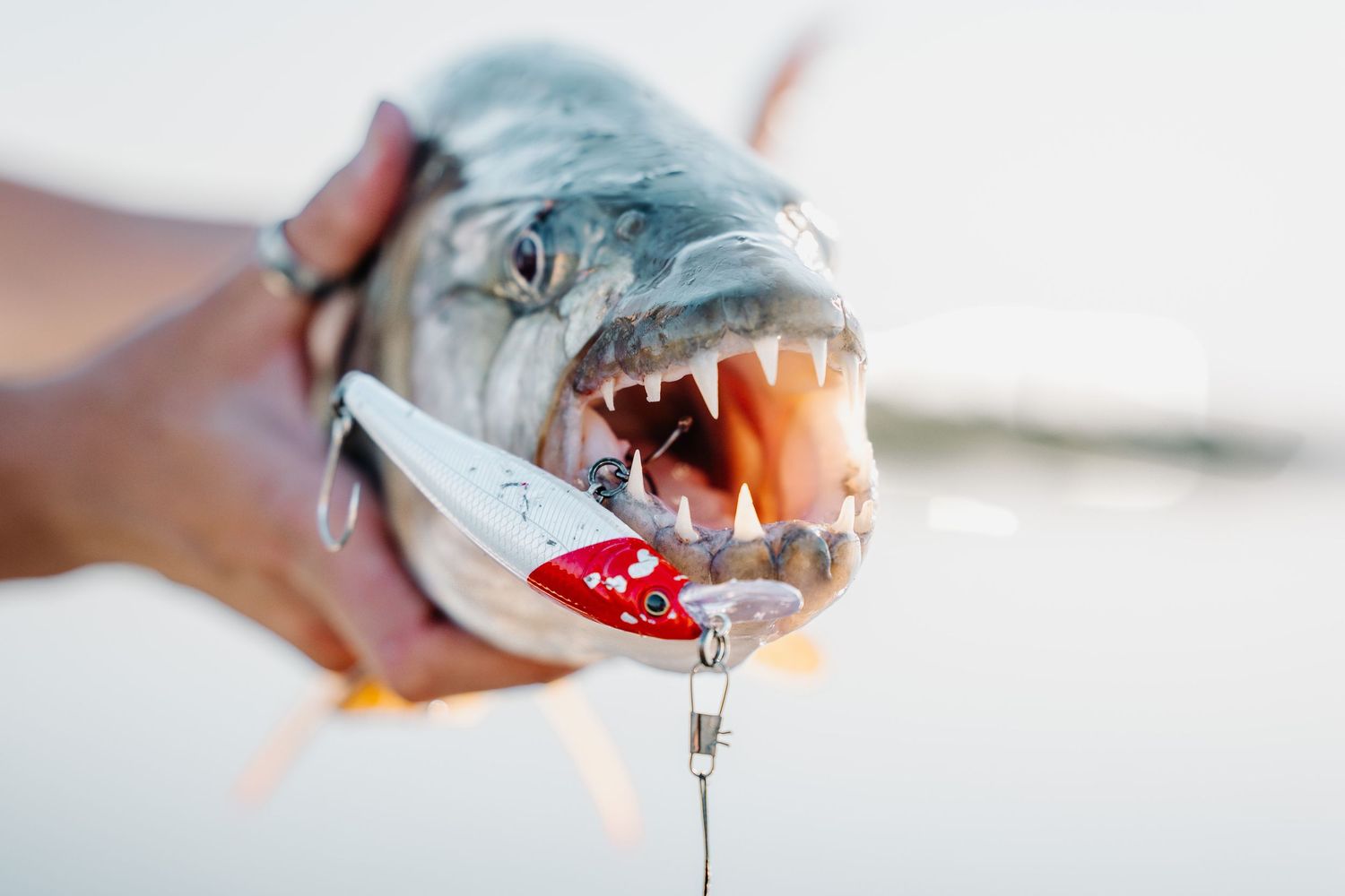 Close-up sequence of a fresh caught fish having its gills removed during preparation.