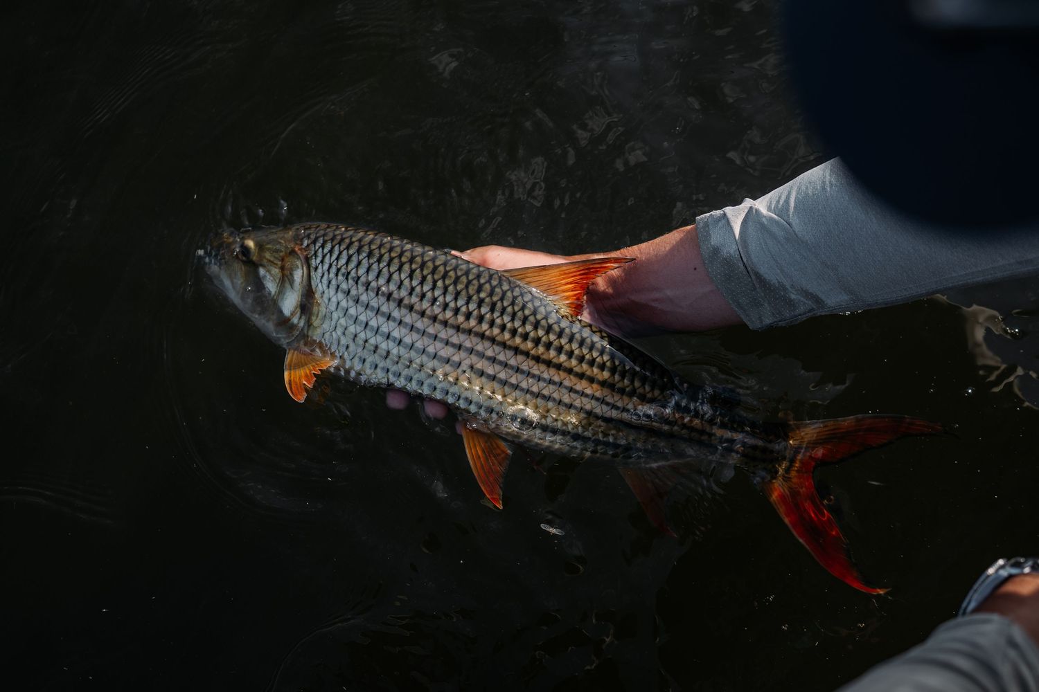 An angler holds a large redfish with vibrant orange fins and silver scales over dark water.