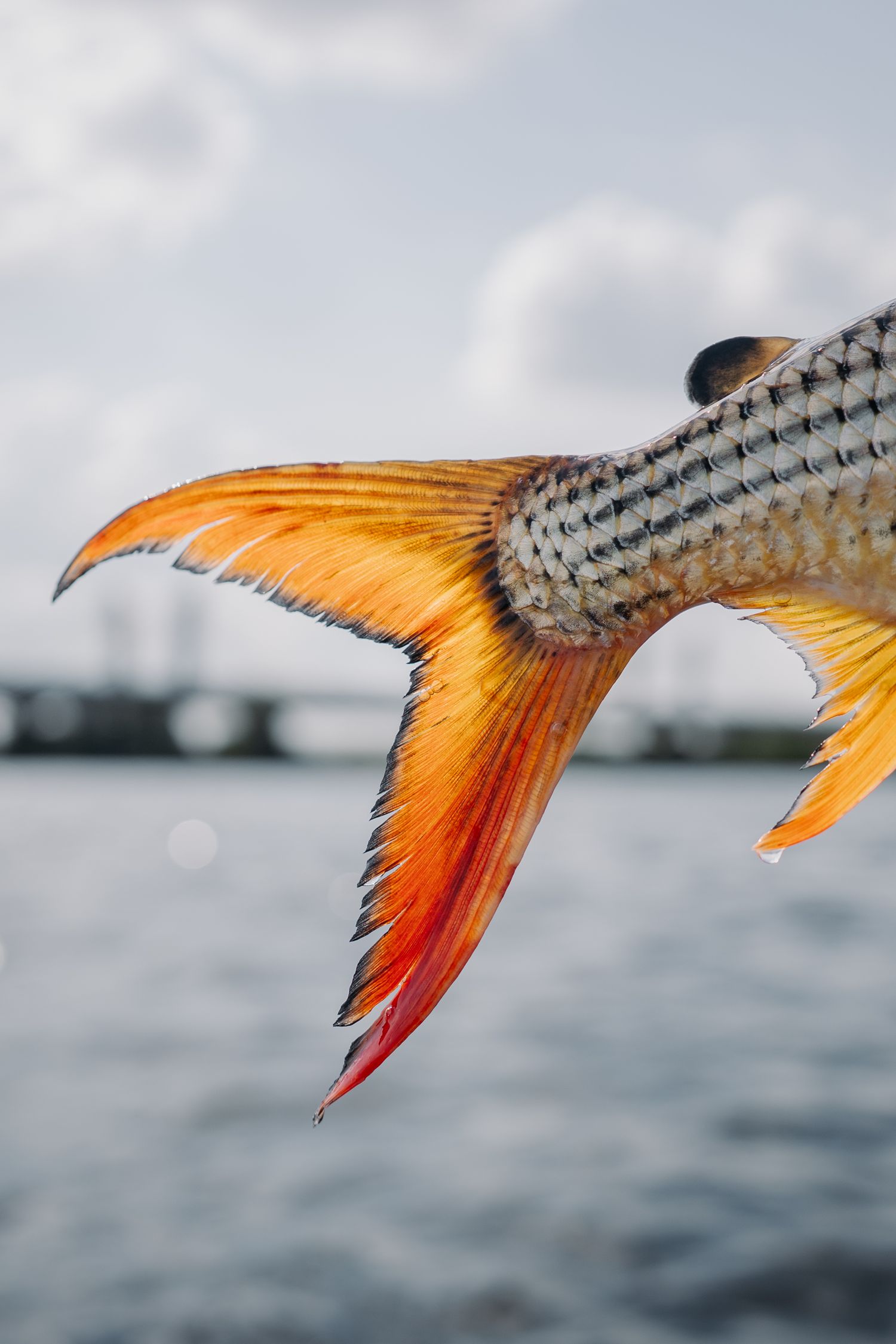 Close-up of a vibrant orange and red fish tail held above water with a bridge in the blurred background.