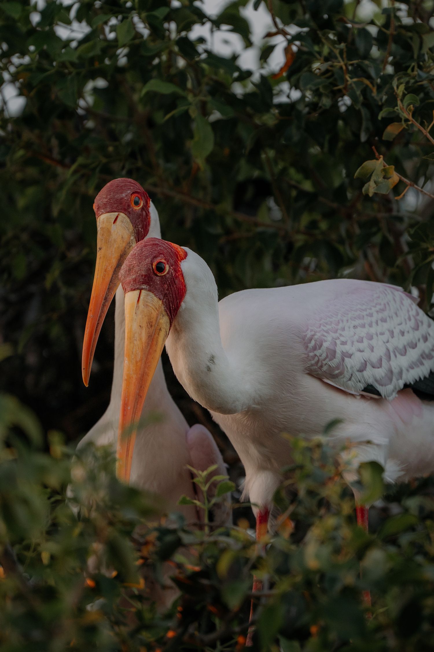 Two yellow-billed storks with red faces perched among green foliage in natural habitat.