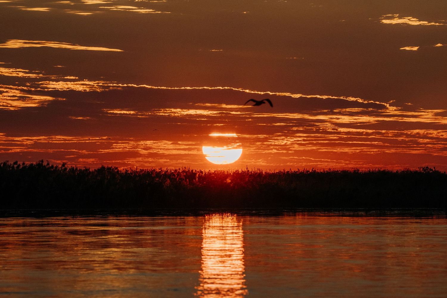 Vibrant red and orange sunset over a calm lake with silhouetted trees and a bird in flight against the glowing sky.