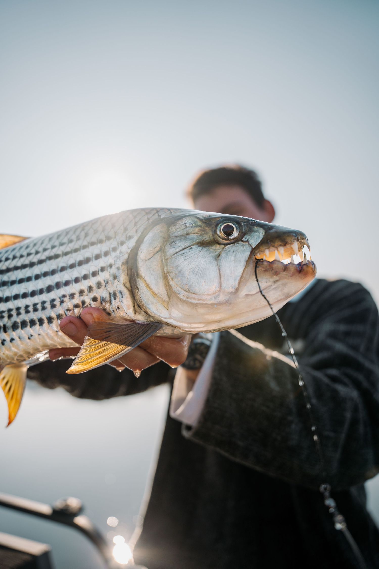 Fresh striped bass fish being held up against grey background in sequential cropped close-up detail shots.