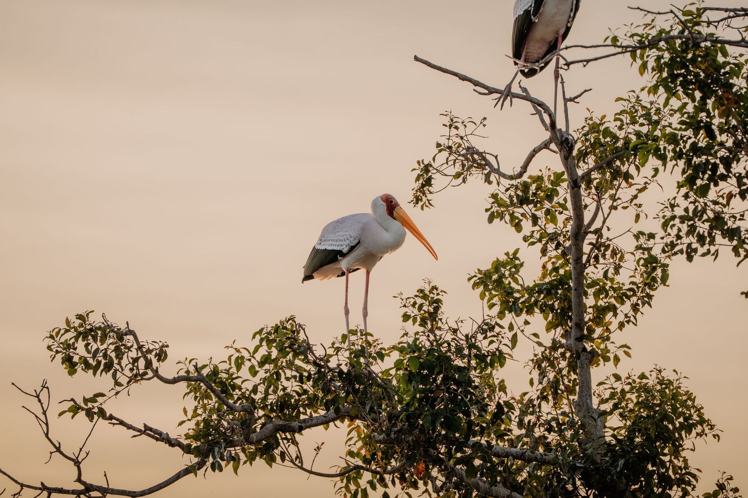 Two storks perched on a tree with green leaves against a warm golden sky at dusk.