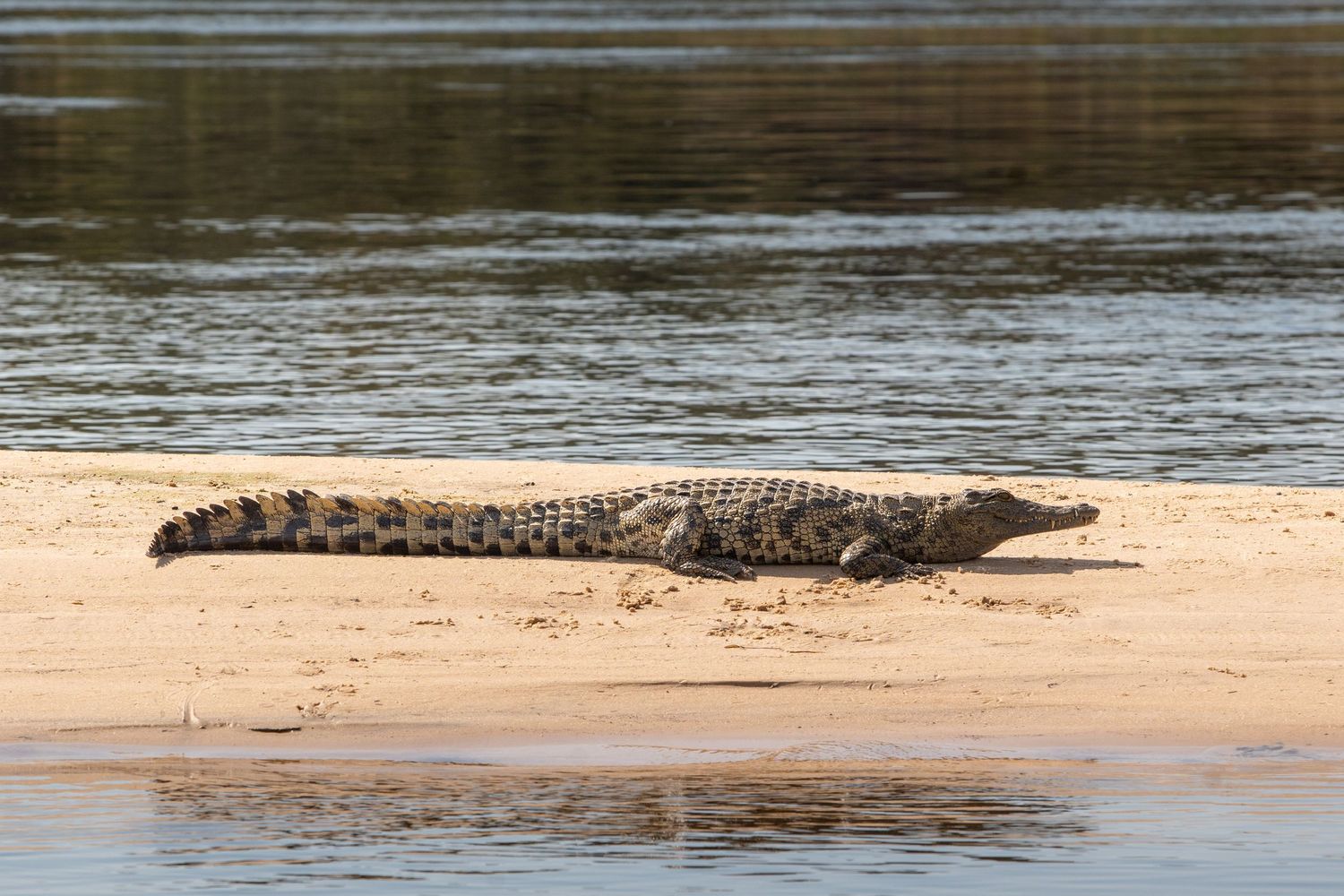 A large crocodile basks on a sandy riverbank with rippling water in the background.