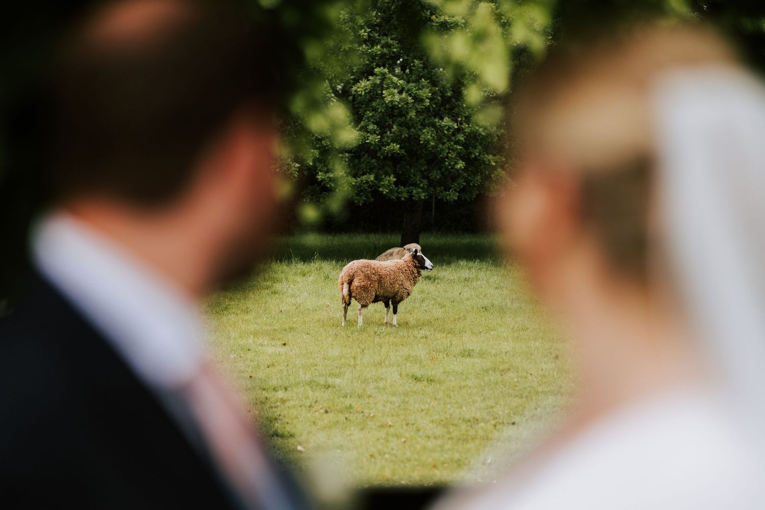 Wedding couple posing in a green field with pastoral countryside scenery.