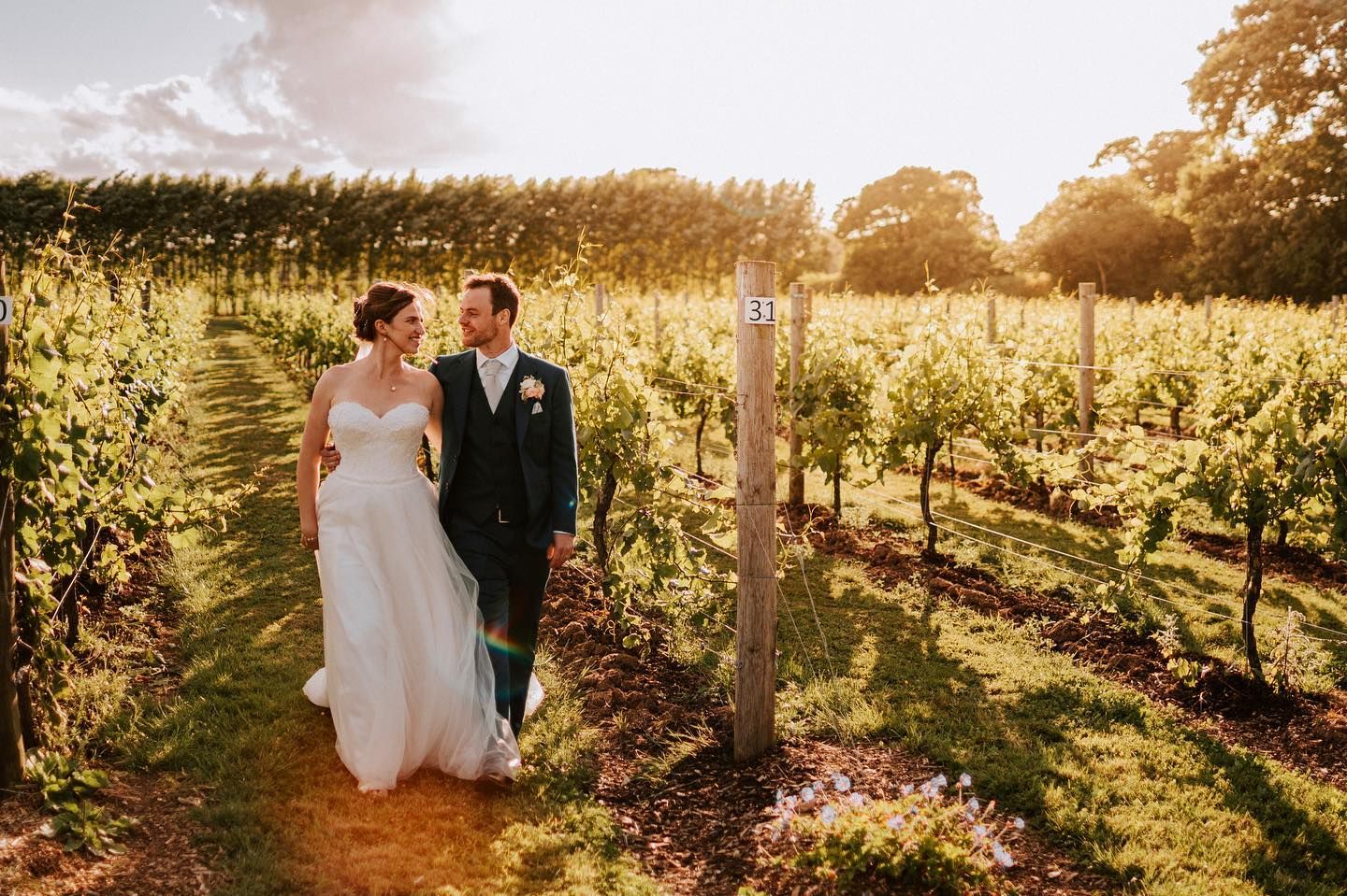 Beautiful sunset illuminates vineyard as newlyweds walk through rows of grapevines.