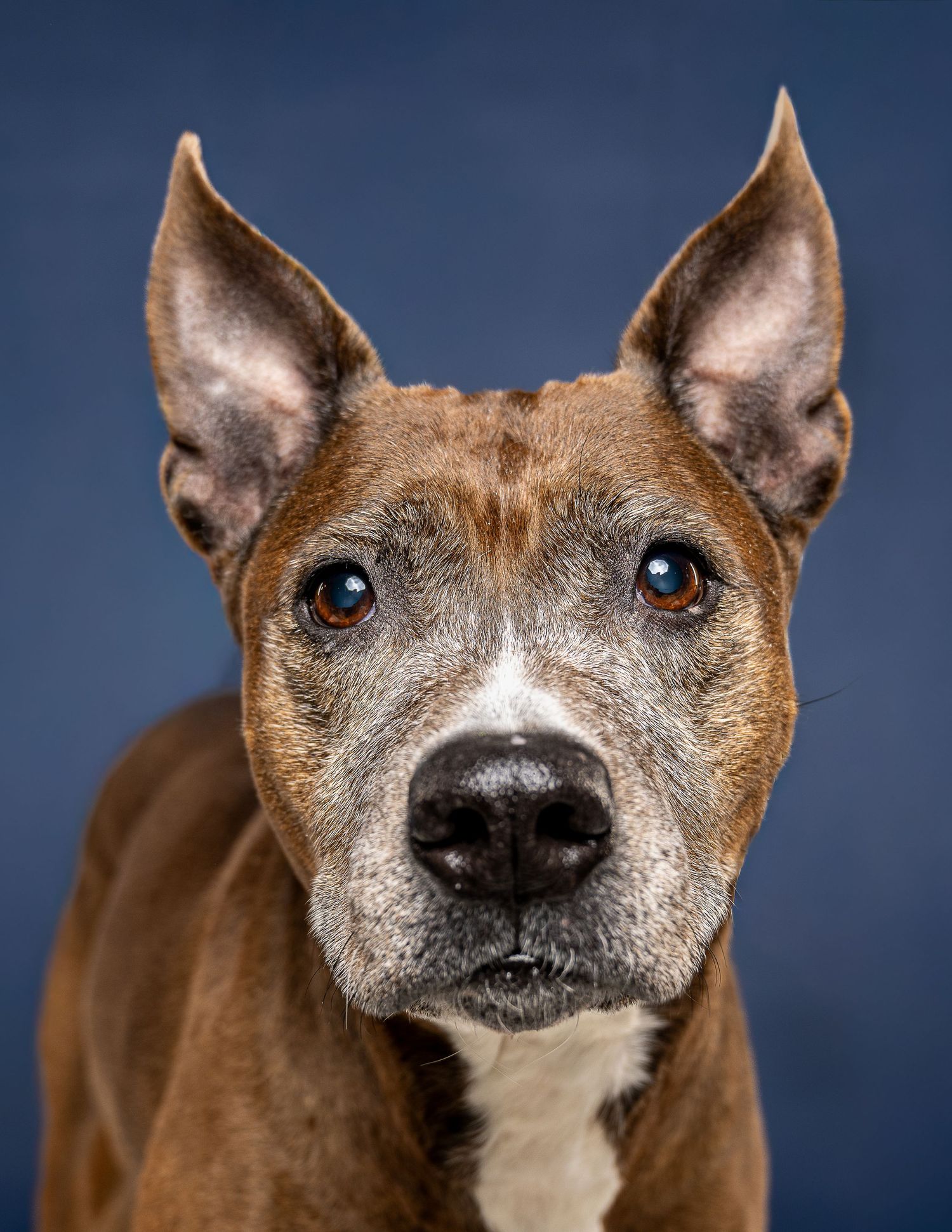 A brown dog with gray face and pointy ears is looking at the camera in front of a blue background.