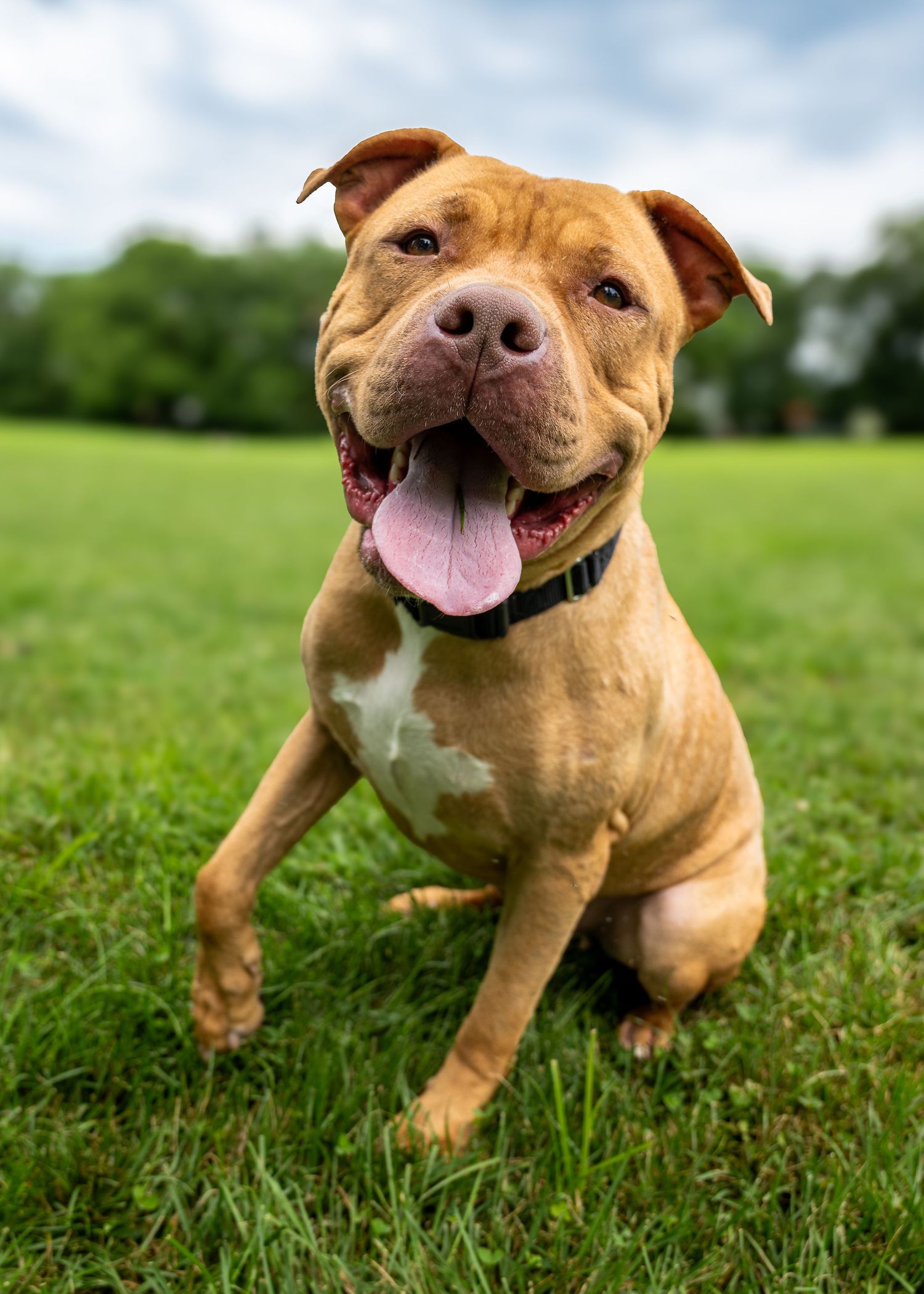 A happy orange dog sitting in grass with one paw lifted