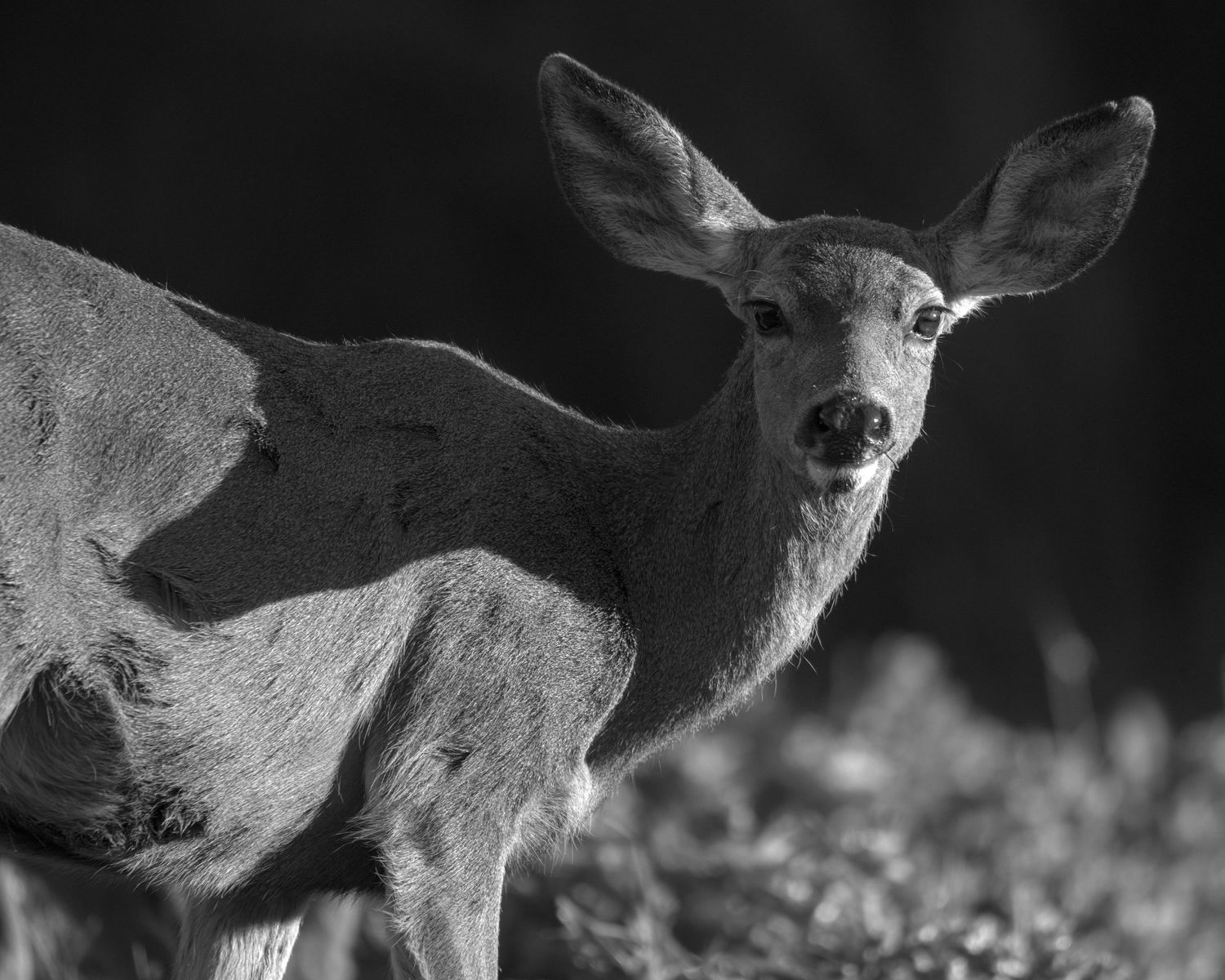 A doe looks straight at the camera and her shadow is cast over herself, the shape of her head extending over her body.