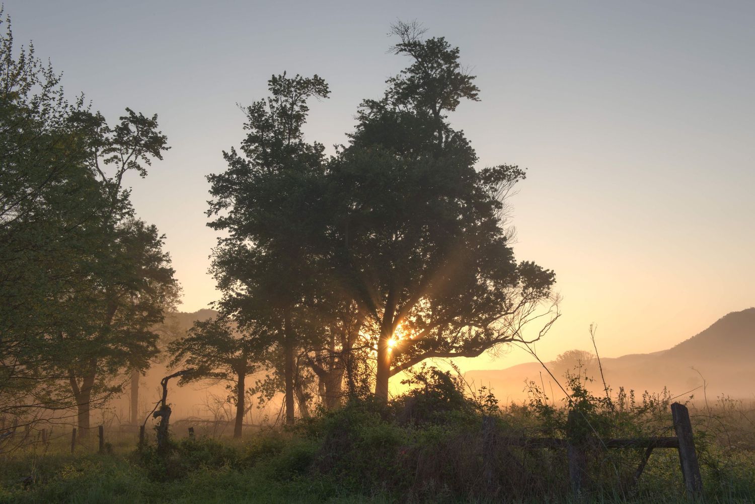 Morning sun rays that finally crest a mountain set a tree and morning fog aflame with golden light. The sunlight prevails in the leaf gaps.