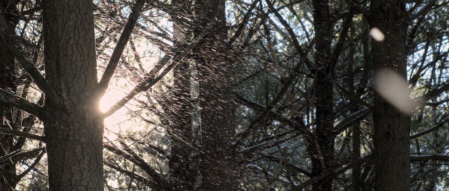 Snow blowing down from pine trees catches the sunlight like hundreds of prisms.