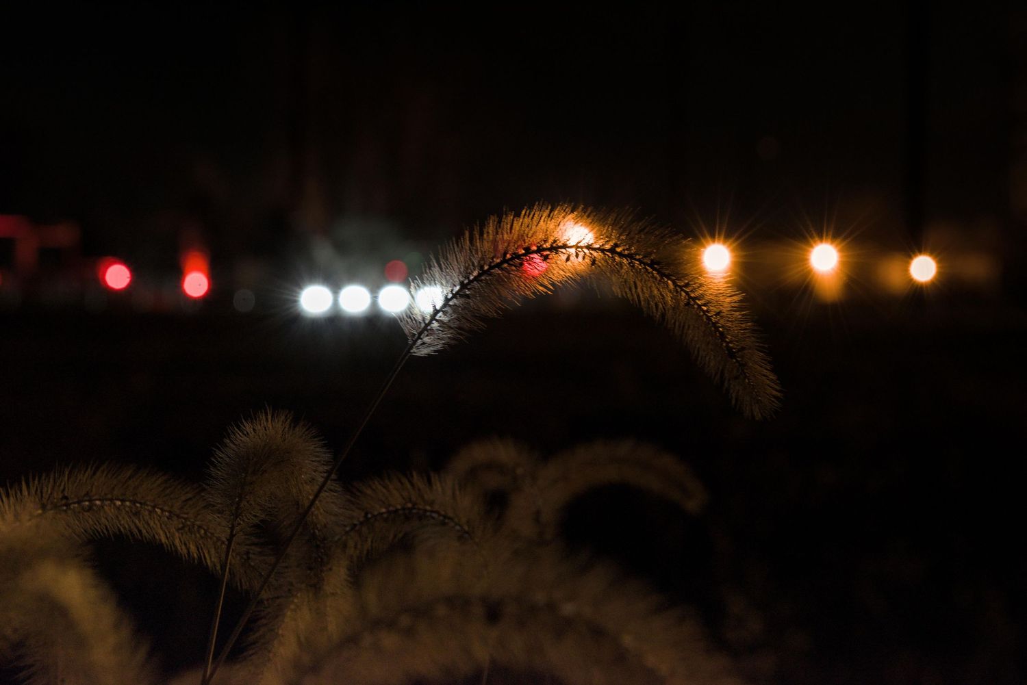 White, red, and amber lights illuminate the background in front of fluffy tufts of grass.