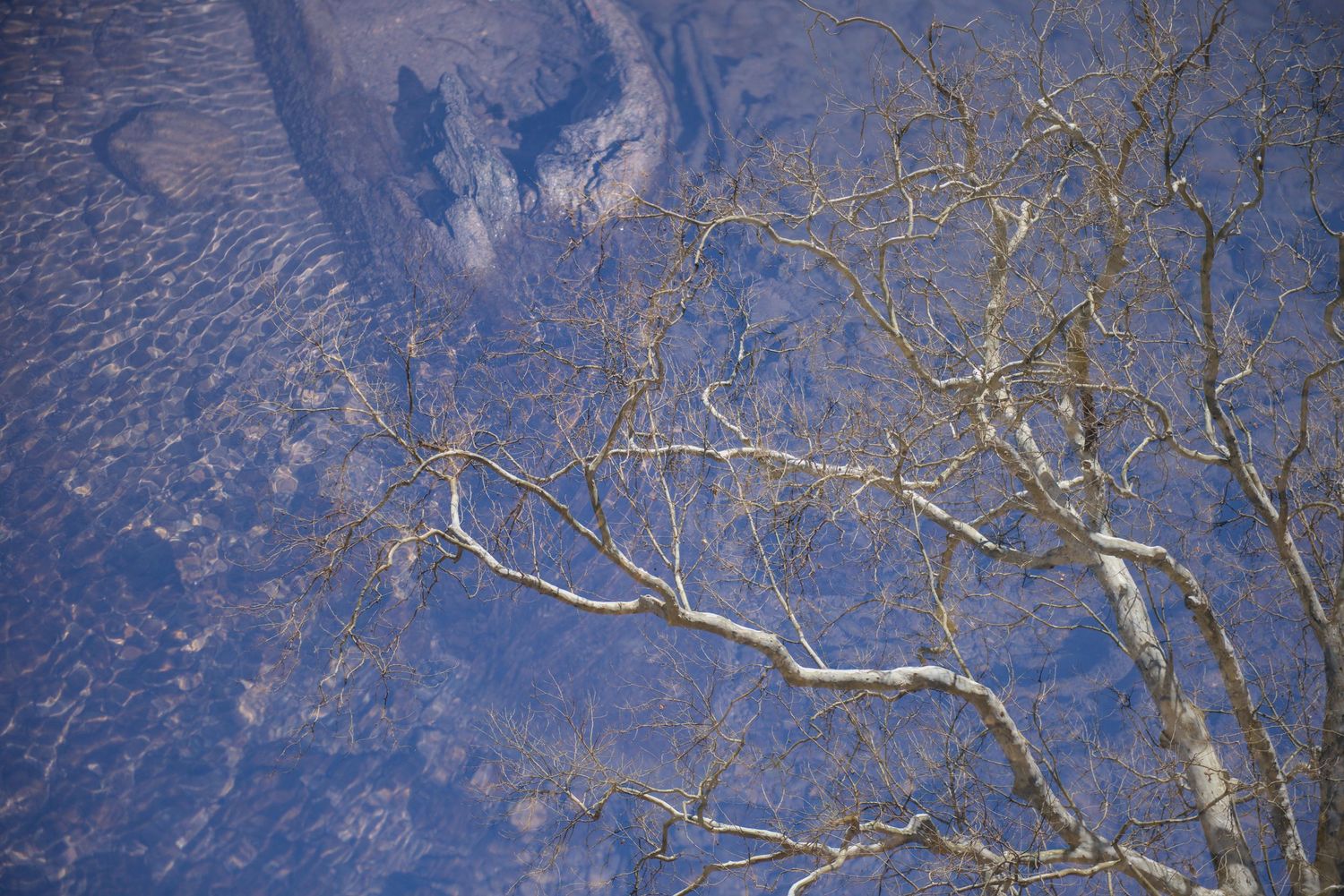 A sycamore tree is caught in the sunlight and the blue sky (and layered image of rippling water) acts as the background.