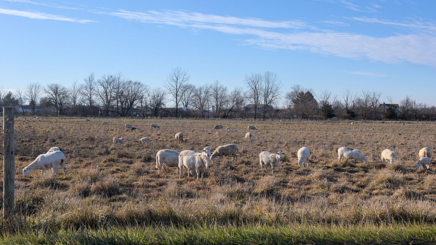 Sheep grazing in a golden colored field on a blue sky winter day.
