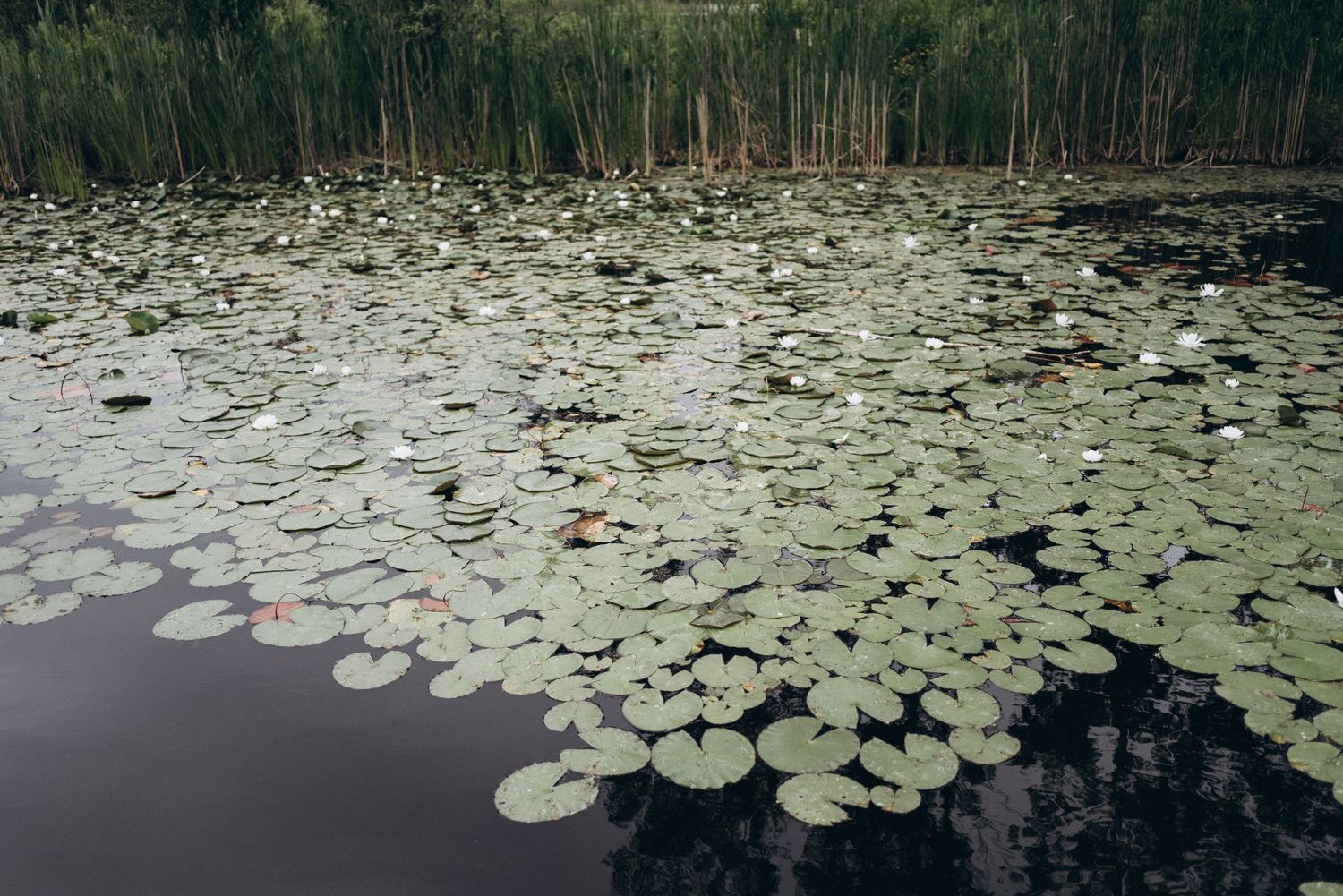 Lily pads covering the surface of a peaceful pond surrounded by tall reeds and natural greenery at Evergreen Brickworks.