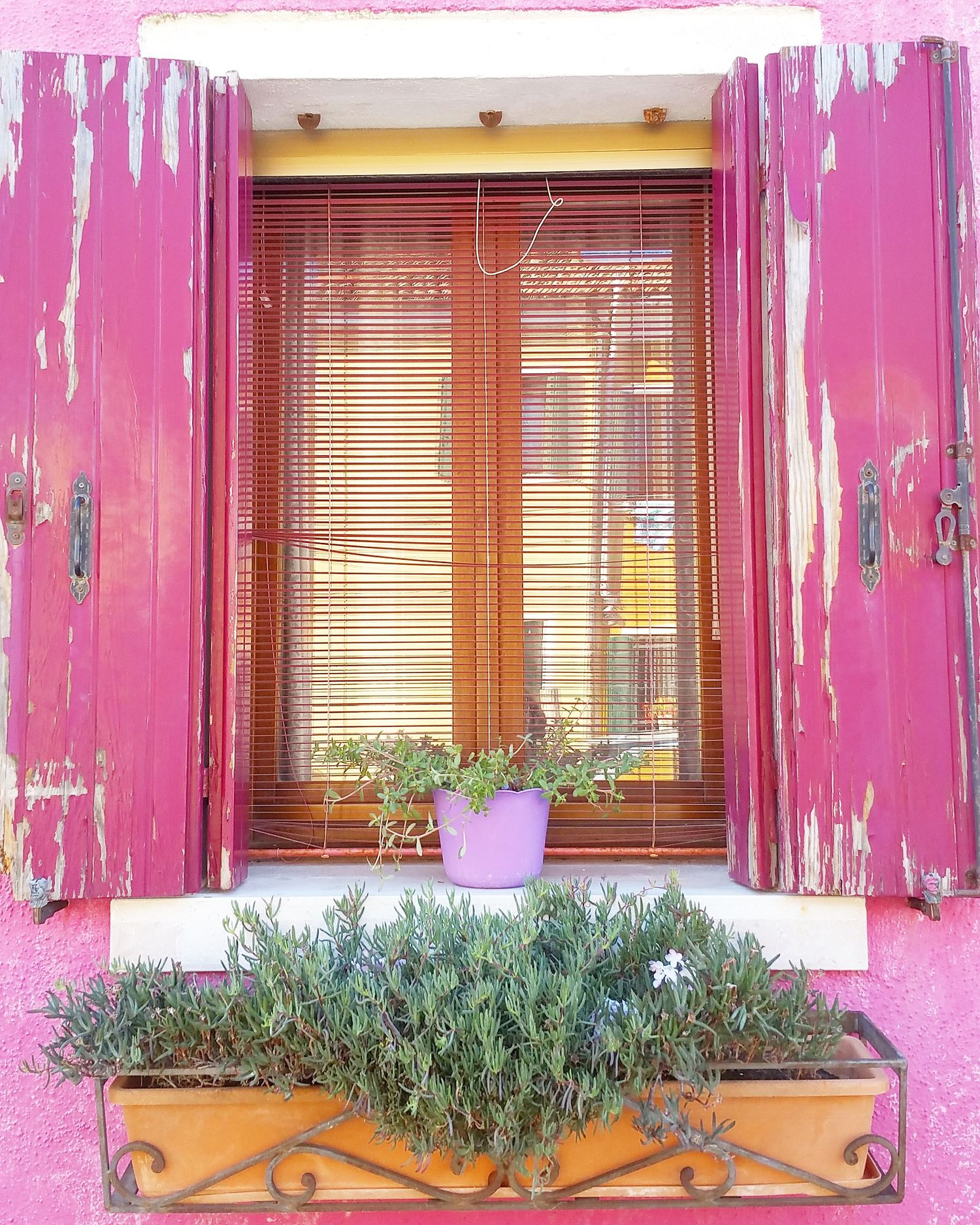 Weathered pink wooden shutters open on a window with wooden blinds, a purple pot and a flower box of herbs.