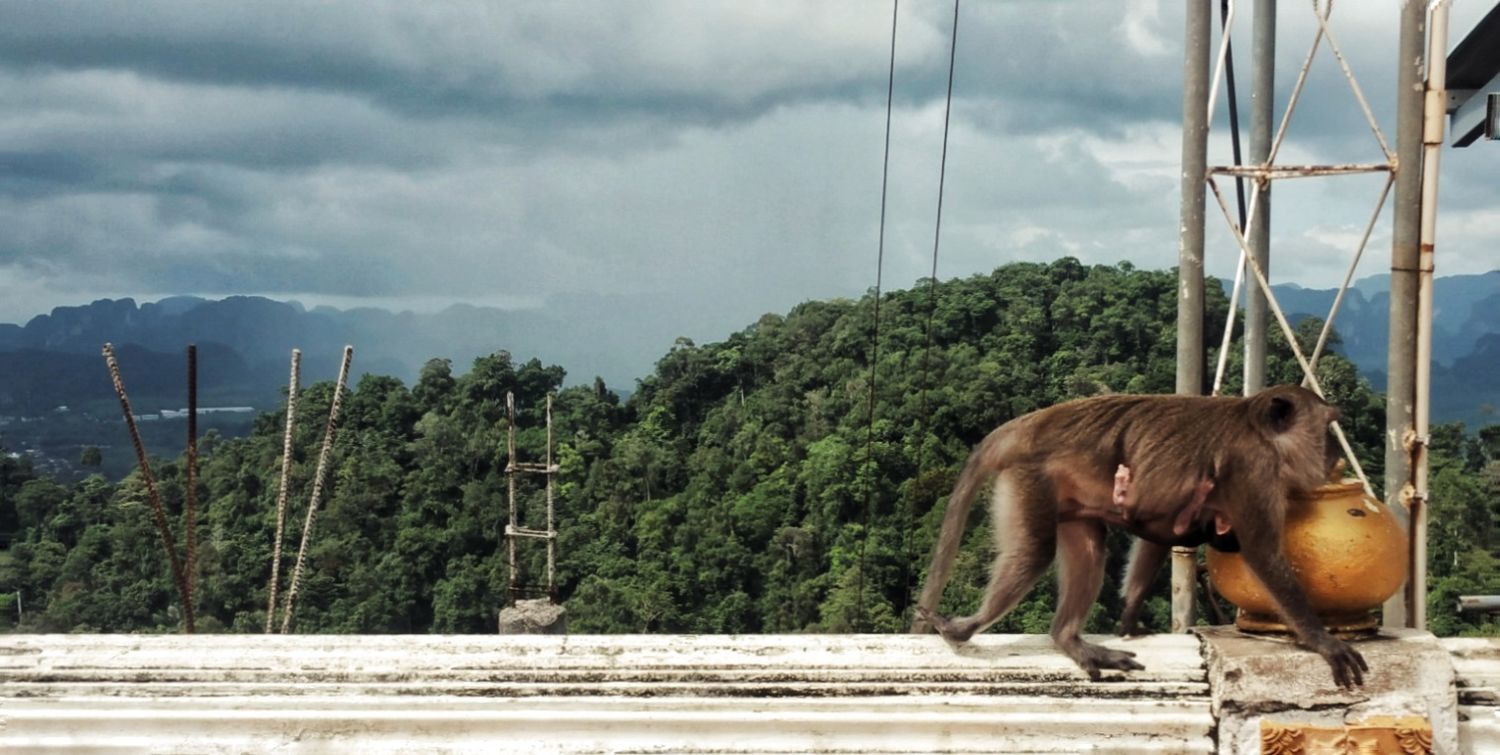 Monkey carrying an orange fruit along a concrete ledge with forested green hills and a cloudy sky in the background.