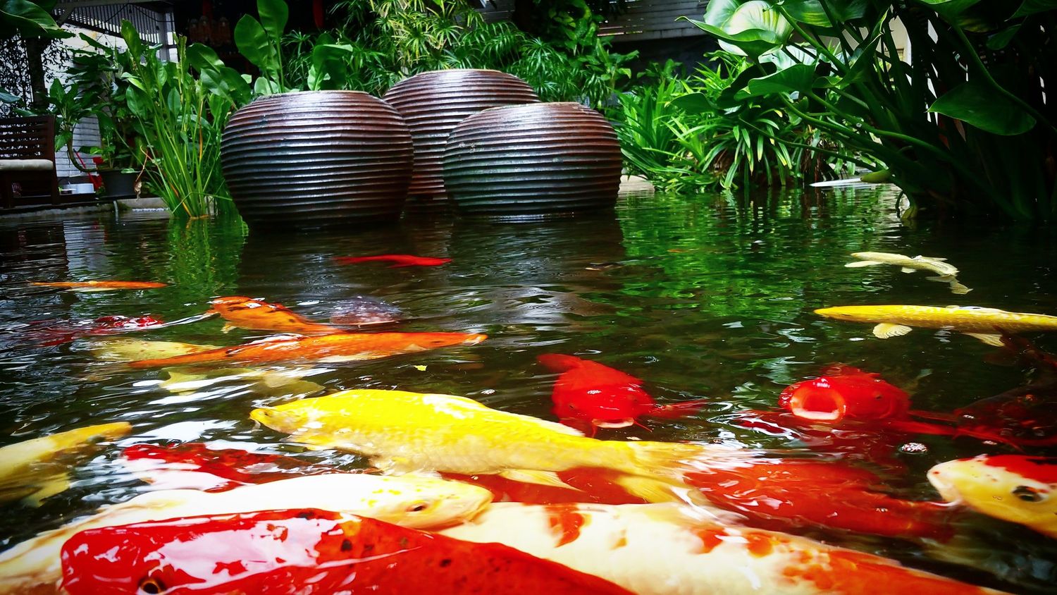 Colorful koi fish swimming in a clear garden pond surrounded by lush green plants and large round decorative stone urns.