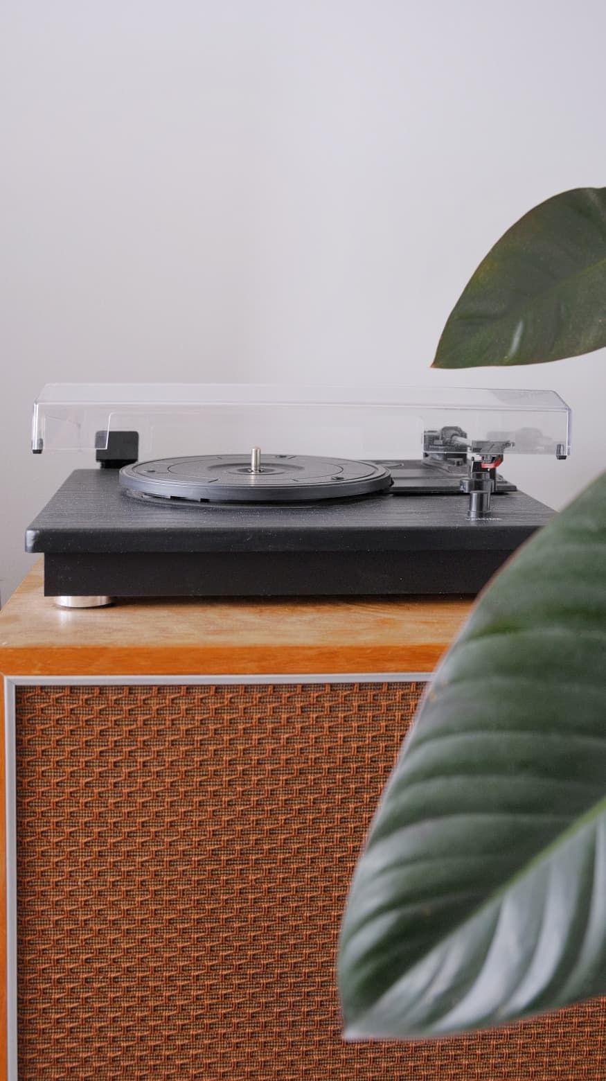 Black turntable with a clear dust cover on a mid-century wooden cabinet with a woven speaker grille, beside a leafy green plant.