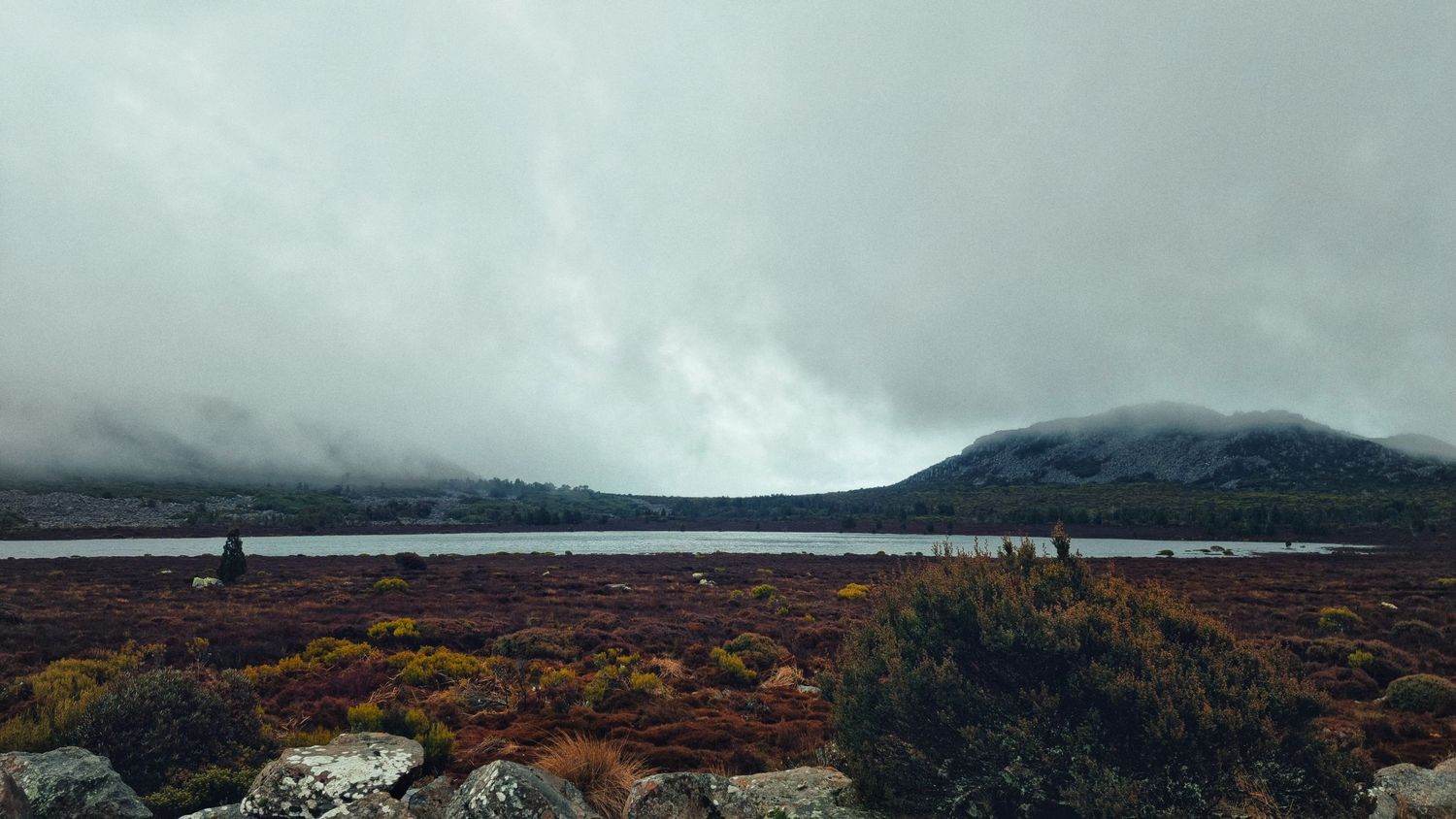 Purple heath and low shrubs spread across a moody highland landscape beside a lake, with a cloud-covered mountain beneath a gray sky.