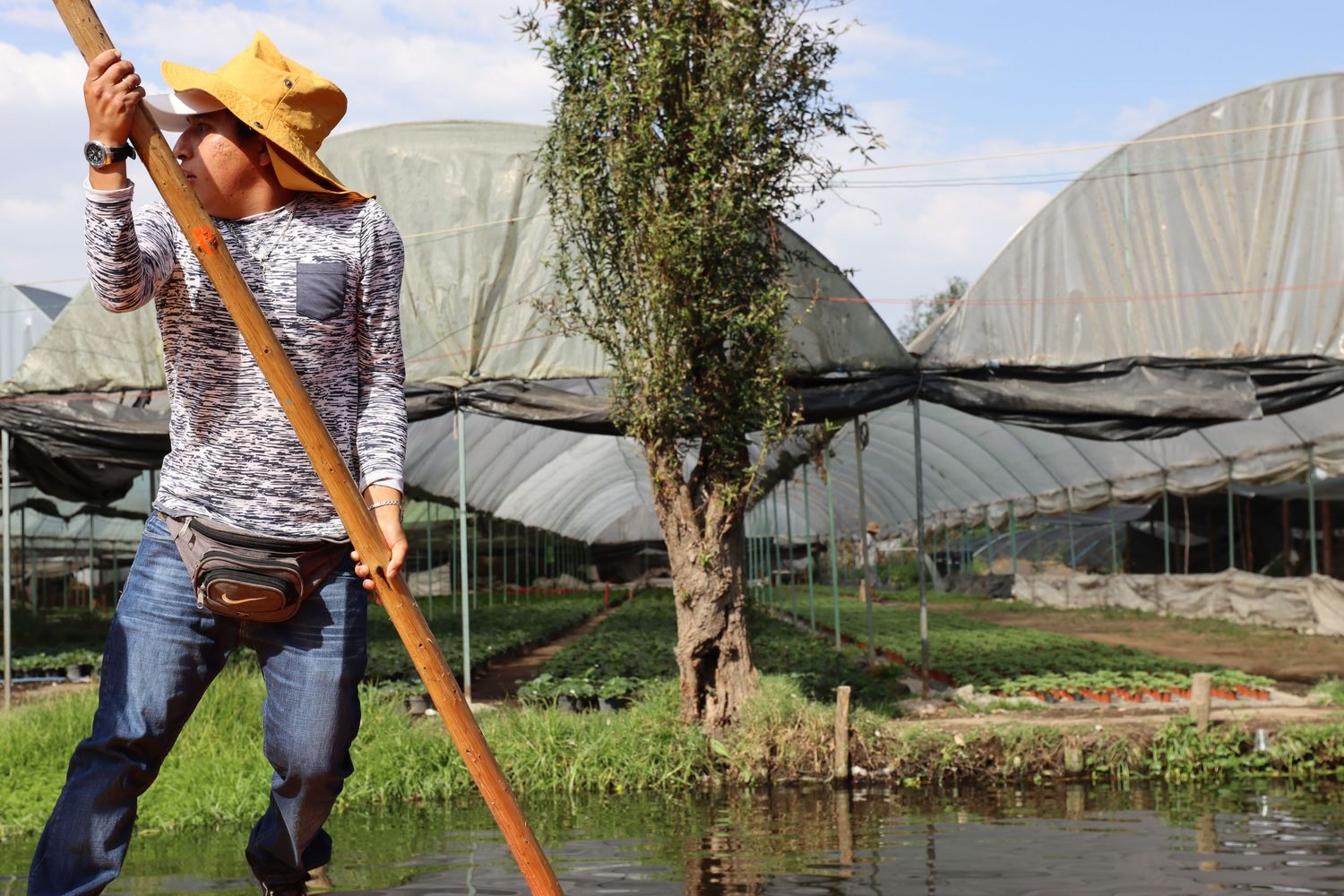Farmer in a yellow hat poles a boat along a water channel beside an olive tree and greenhouse tunnels under a blue sky.