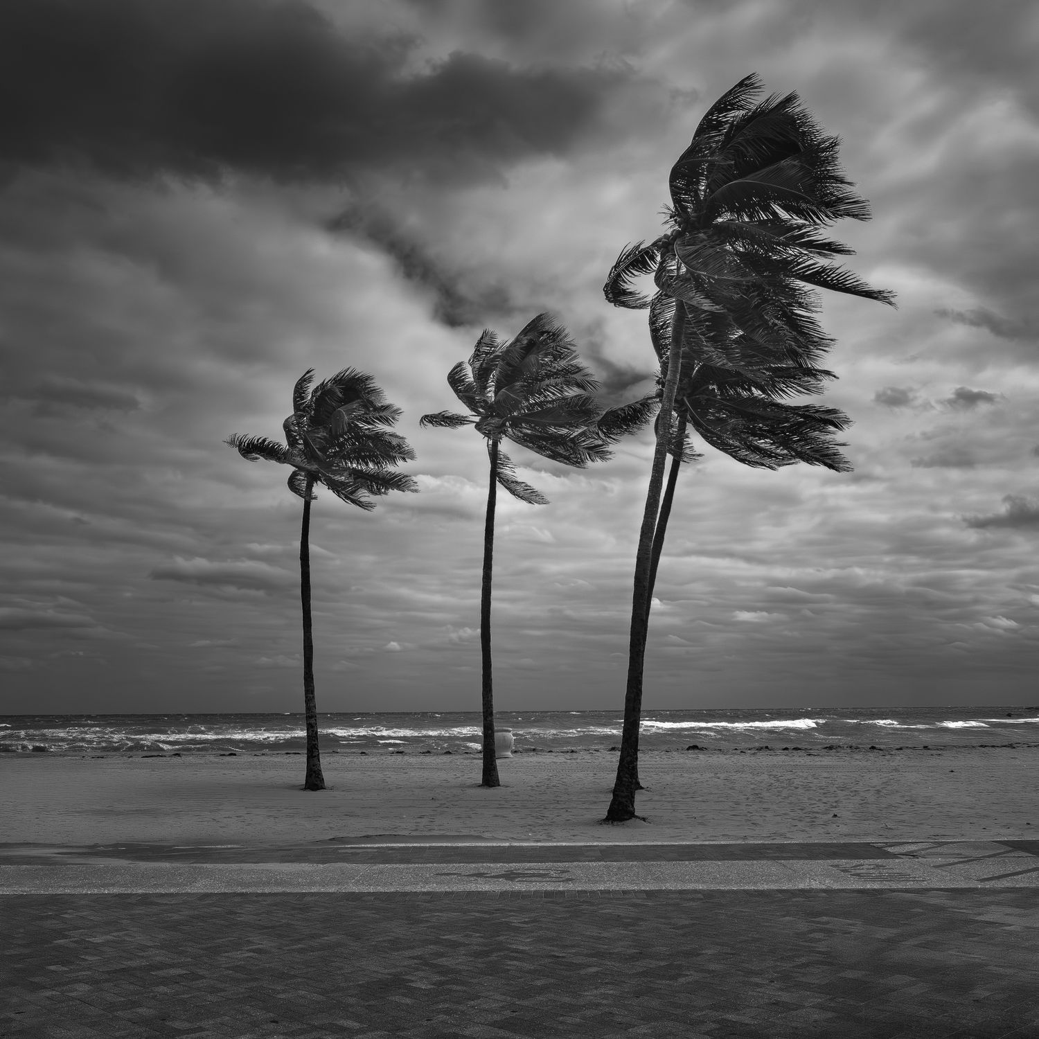 Black and white photo of three palm trees bending in strong winds on a stormy beach.