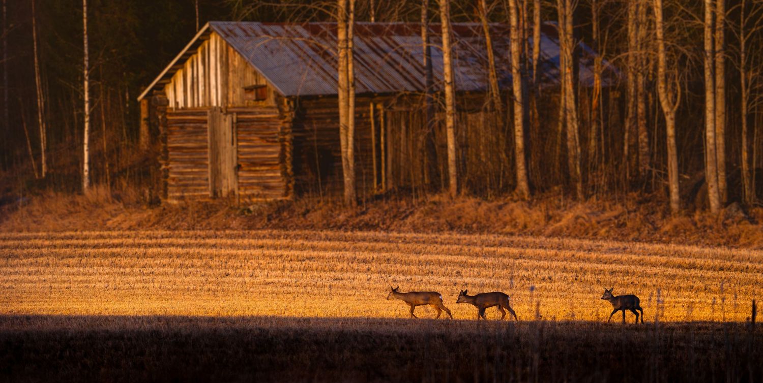 Deer silhouettes walking across a golden field at sunset with a rustic log barn and forest in the background.