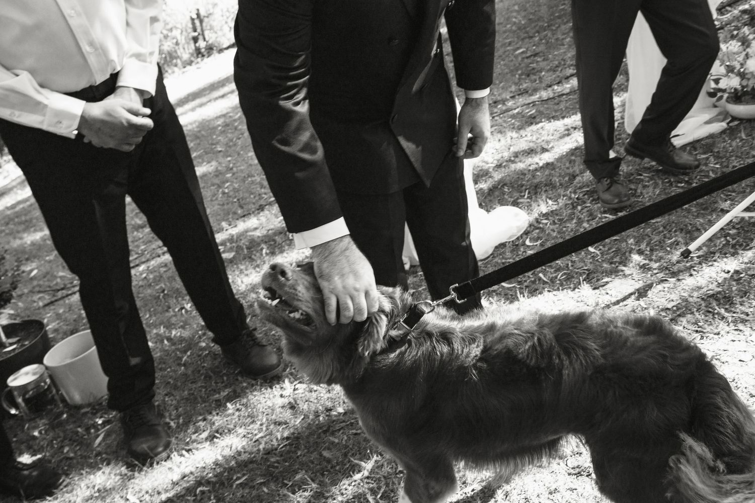 Men in suits petting a fluffy dog on a leash at a wedding reception.