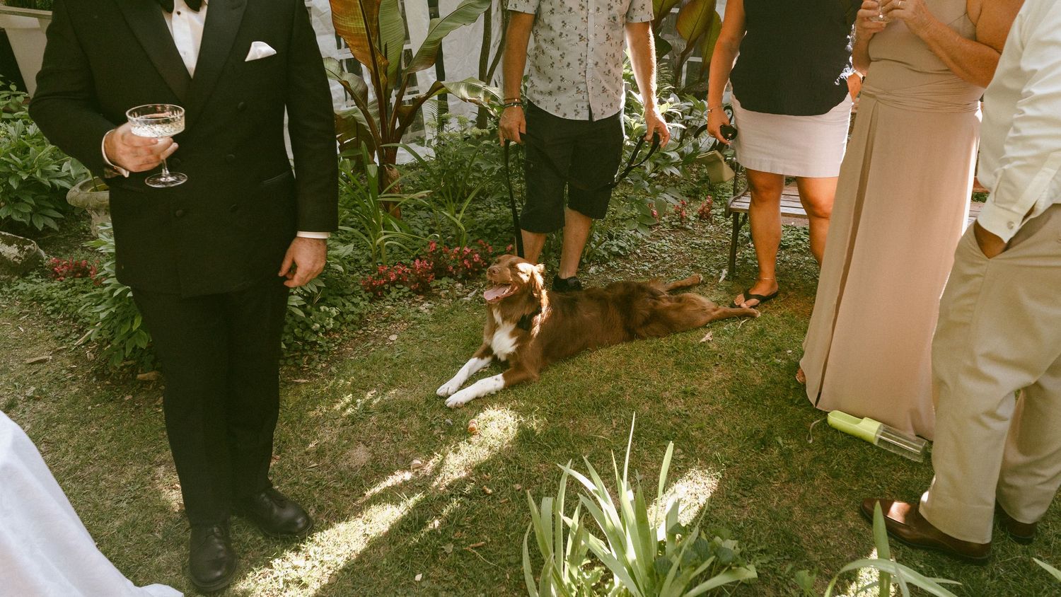 A dog rests among wedding guests feet at a sunny outdoor garden wedding celebration.