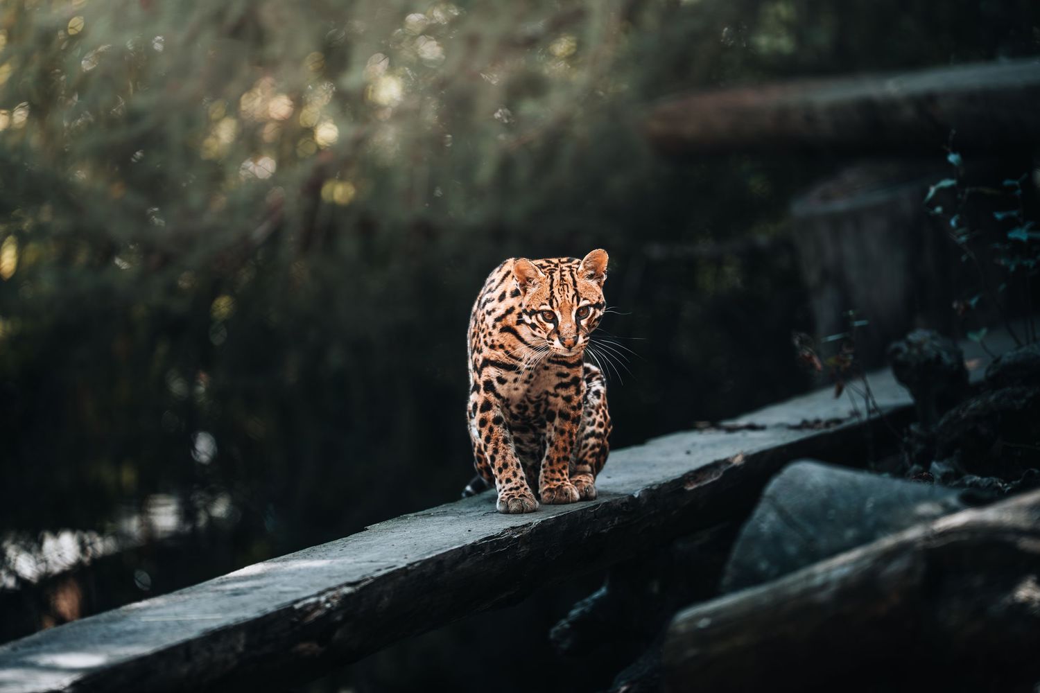 A young wild ocelot with spotted fur walks cautiously along dark wooden logs near water in a lush forest.