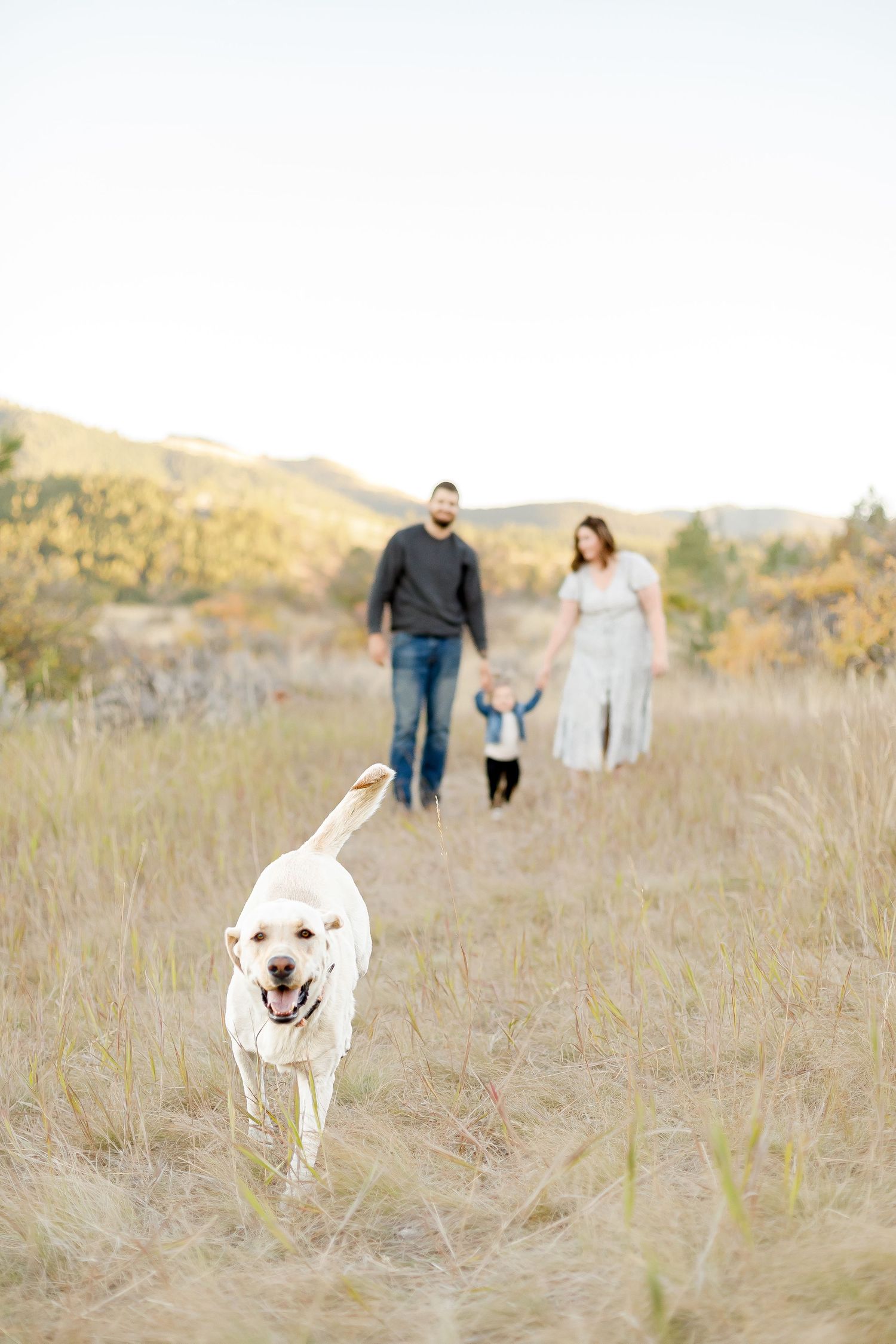 Happy yellow lab running toward camera with family of three walking in autumn meadow behind.