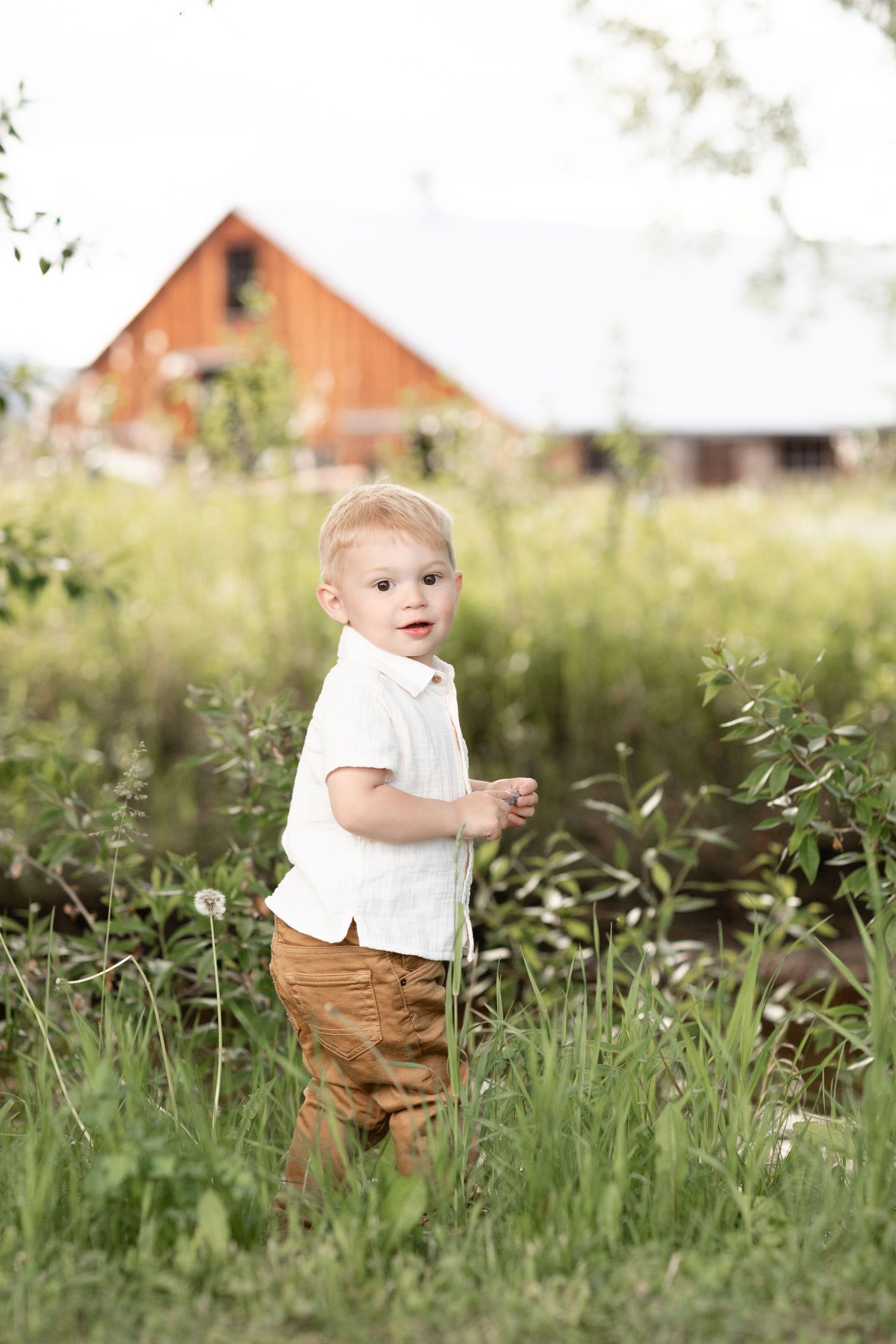 Adorable blonde toddler boy in white shirt and tan pants standing in tall grass near a barn.