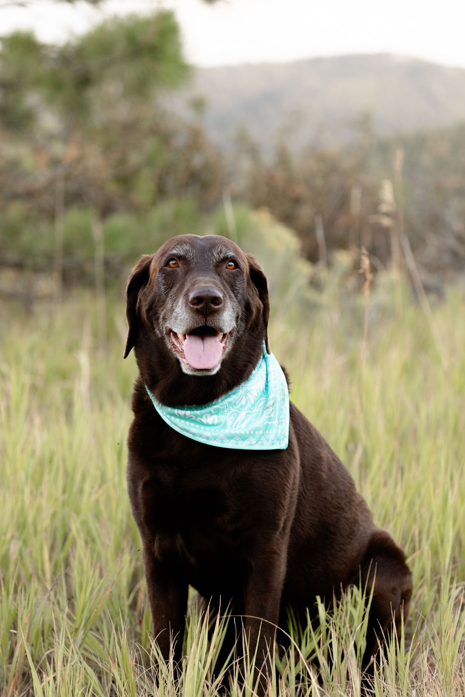 A happy chocolate Labrador wearing a teal bandana sits in tall grass with mountains behind.
