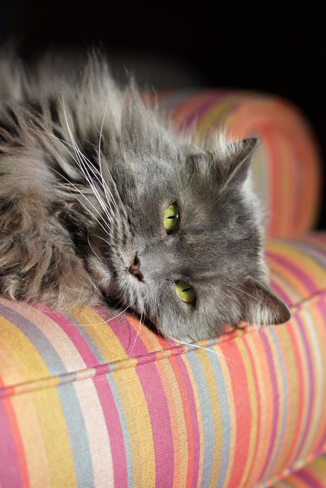 Vizabyte Logan Candid Photo - Cat - Sofa