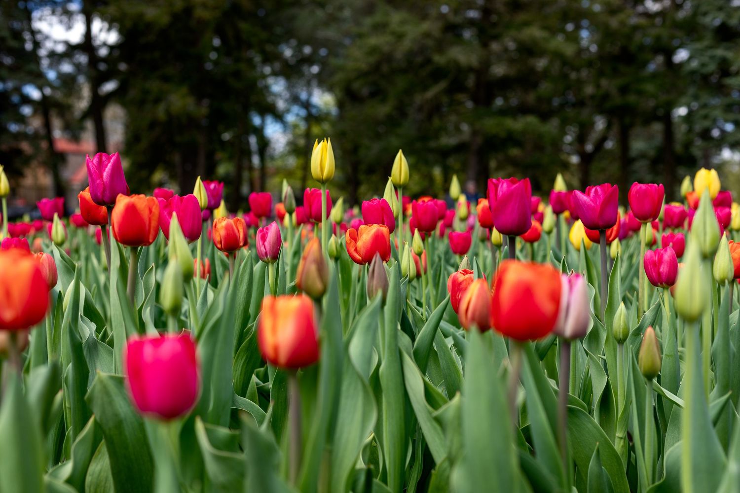 fleurs