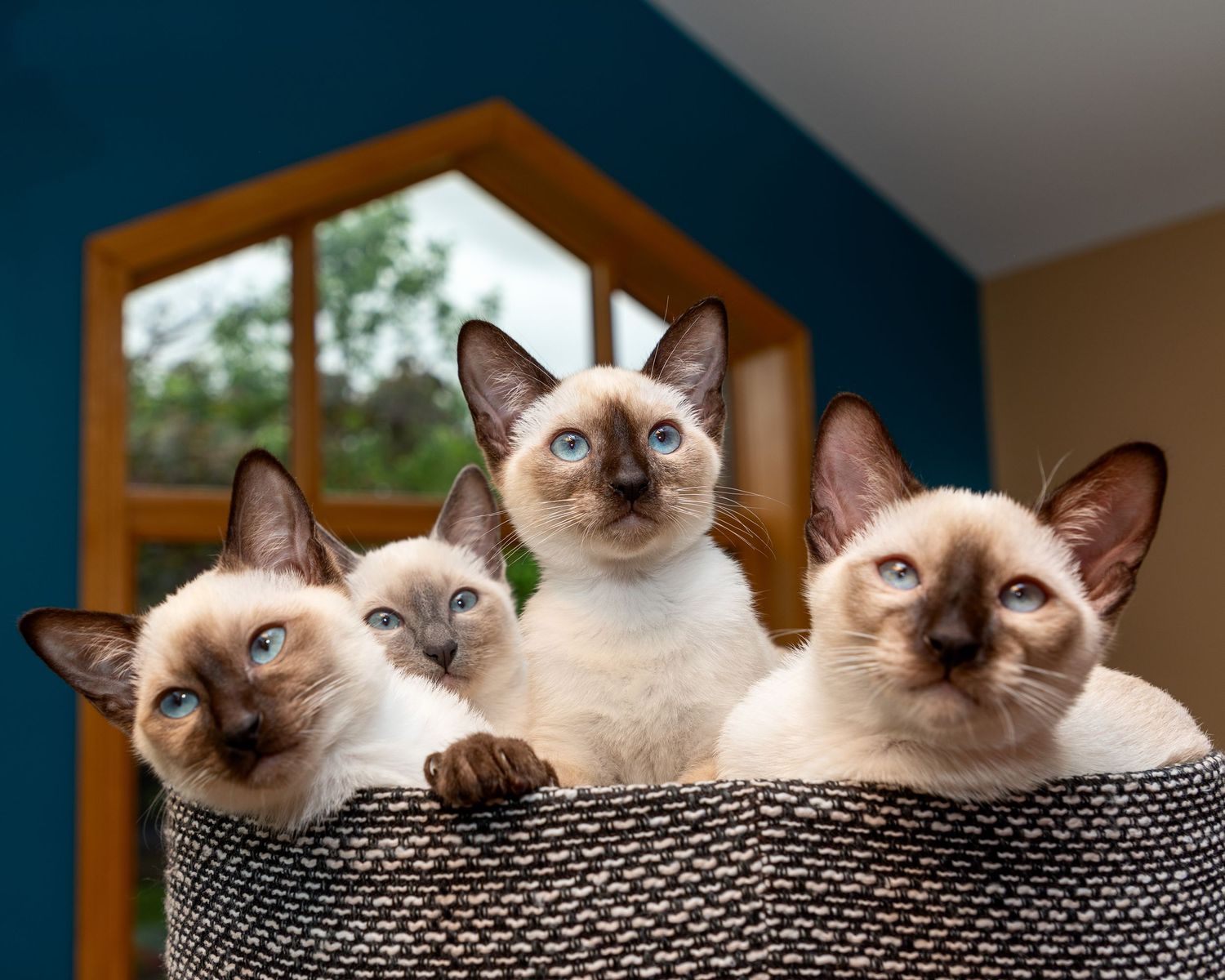 chats