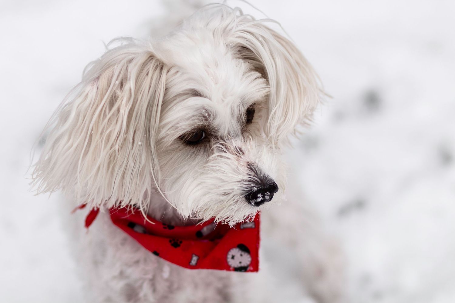 chien