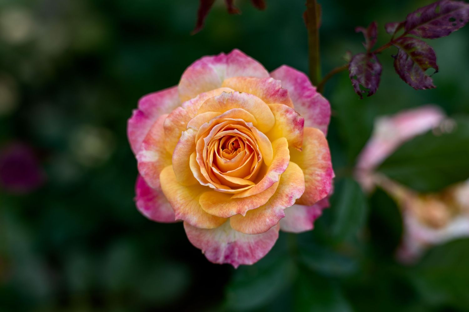 fleur