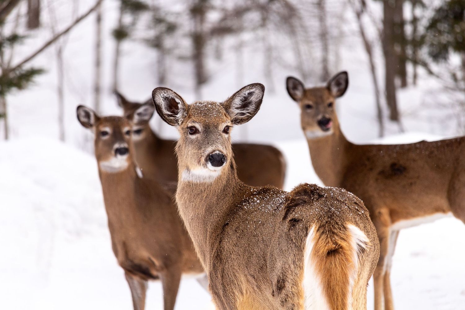 cerfs