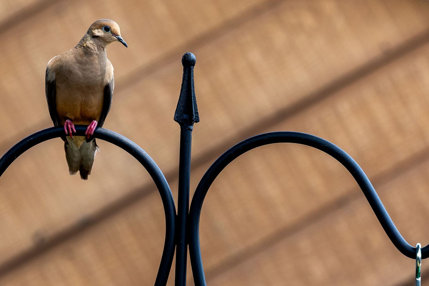 oiseaux