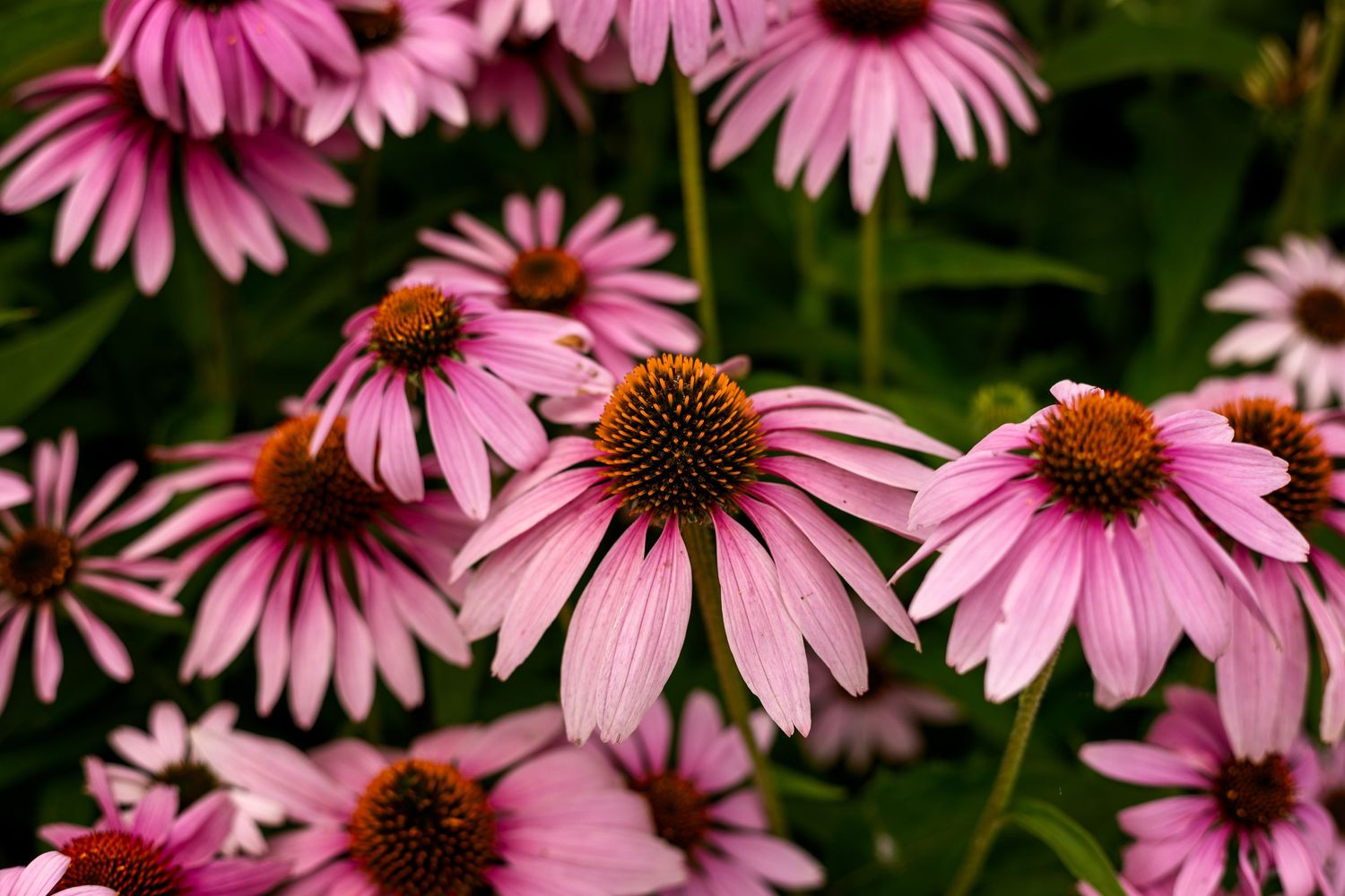 fleur