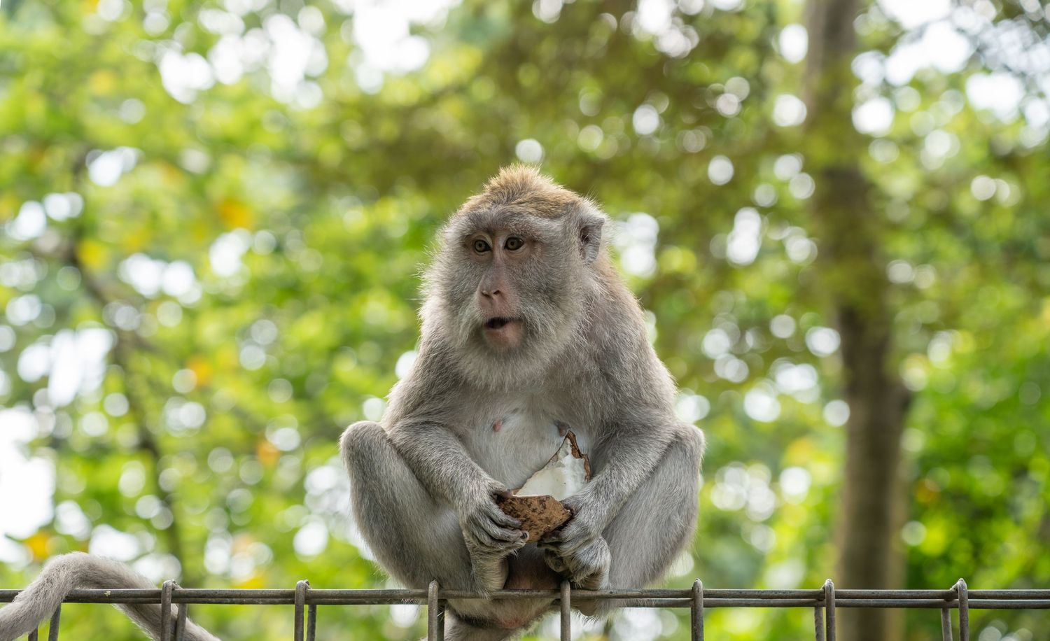 Monkey sitting in natural surroundings with expressive detail.